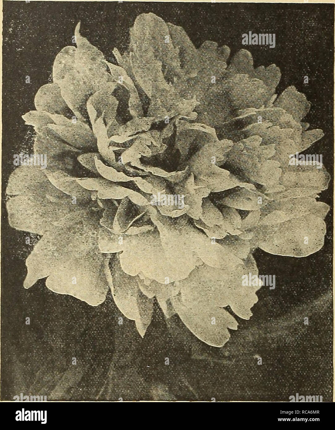 . Dreer's autumn catalogue 1916. Bulbs (Plants) Catalogs; Flowers Seeds Catalogs; Gardening Equipment and supplies Catalogs; Nurseries (Horticulture) Catalogs; Vegetables Seeds Catalogs. 11IN^DITO^HIIADftPH|A^^BUbBS'FW}^LLWrrtNG-i DREER'S FRAGRANT PAEONIES. Double Herbaceous Psony Couronne d'Or. Immense hall-shaDed blooms, snow white with golden yellow stamens and delicate carmine markings on the central petals. Edulis Superba. Deep rose-pink with lighter shadings. The earliest variety in our collection. 35 cts. each; $3.50 per doz. Felix Crousse. The ideal self-colored bright red Pseony. Fran Stock Photo