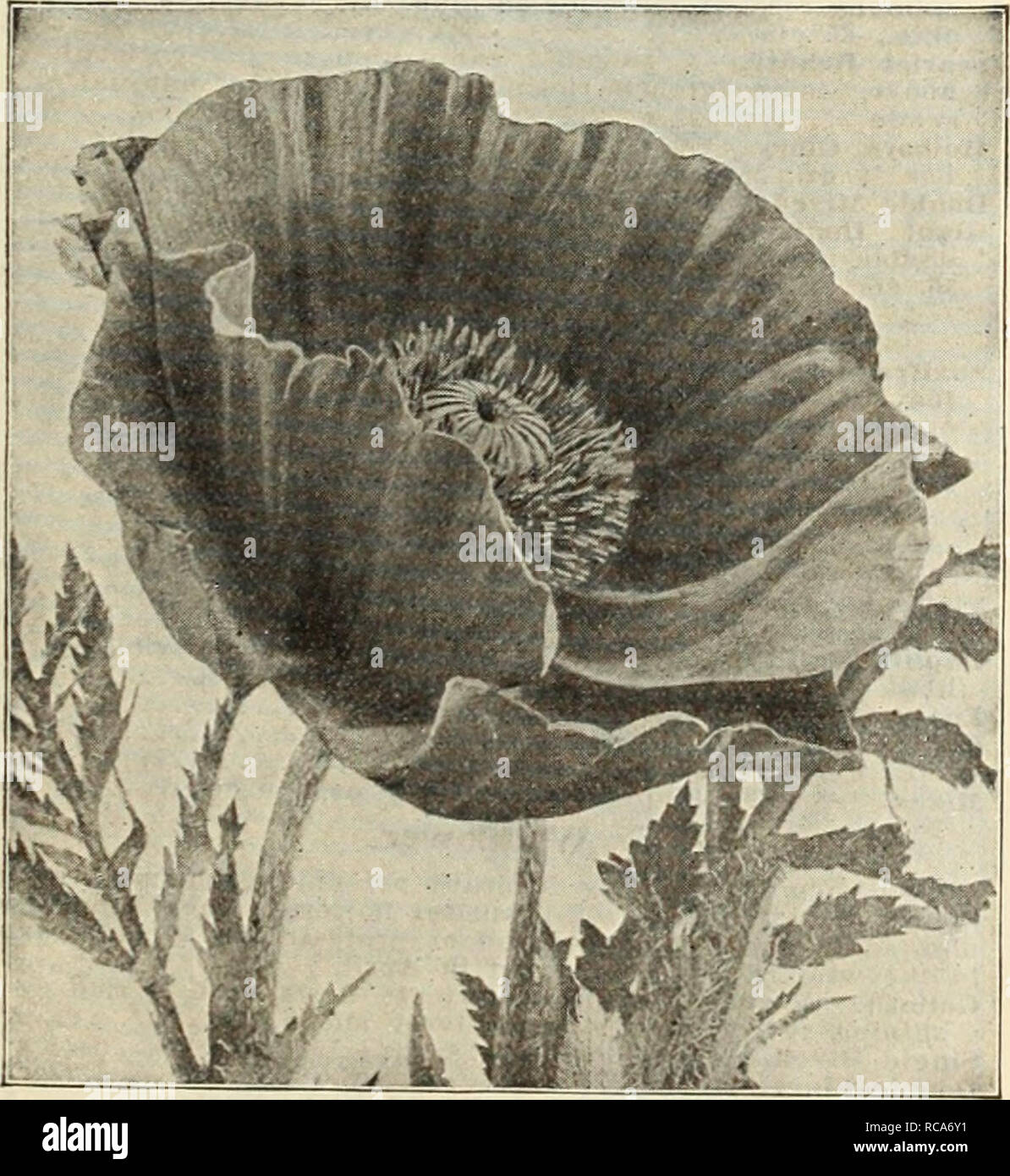 . Dreer's autumn catalogue 1914. Bulbs (Plants) Catalogs; Flowers Seeds Catalogs; Gardening Equipment and supplies Catalogs; Nurseries (Horticulture) Catalogs; Fruit Seeds Catalogs; Vegetables Seeds Catalogs. IMHWADRKR -PmiAKLPHIAMÂ® gtllABLE FLOWERSEEDS M ^^ Pentstemon {Beard 2'ongue). Highly useful and attractive hardy perennials, and much â used in the hardy border. Per Pkt. Barbatu8 Torreyi. Brilliant coral-red 10 Miied. A great variety of kinds and colors 5 Phlox. Hardy Perennial. Our collection of these is the most extensive in the world. Seed should be sown as soon as ripe. Order now a Stock Photo