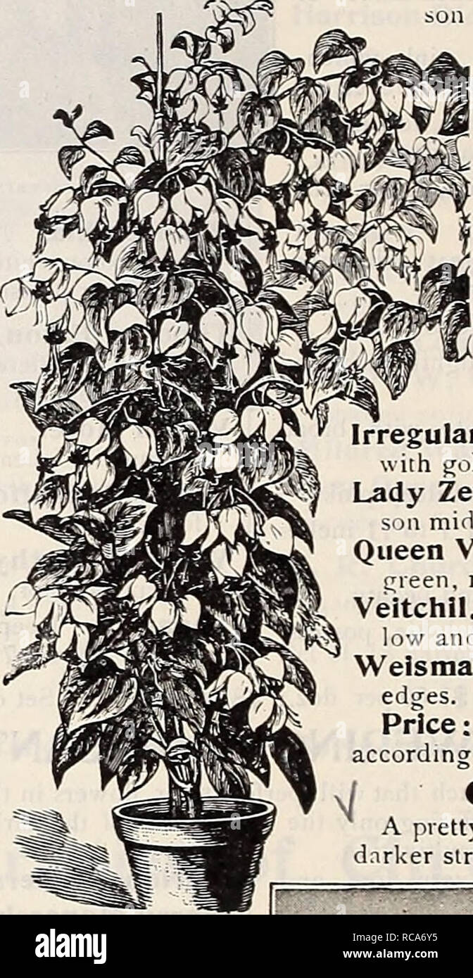 . Dreer's garden book : 1906. Seeds Catalogs; Nursery stock Catalogs; Gardening Equipment and supplies Catalogs; Flowers Seeds Catalogs; Vegetables Seeds Catalogs; Fruit Seeds Catalogs. Croton Disraeli. Clerodendron Balfouri. A beautiful greenhouse climber, and ad- mirably suited for house culture ; flowering most profusely with bright scarlet flowers, enveloped in a creamy-white calyx. (See cut.) 15 els. each; $1.50 per doz. i CI.IVIA MINIATA. (Imantophyllum.) A pretty lily-like plant of the easiest cul- ture, and a most desirable house plant; it flowers during the spring and summer months, r Stock Photo
