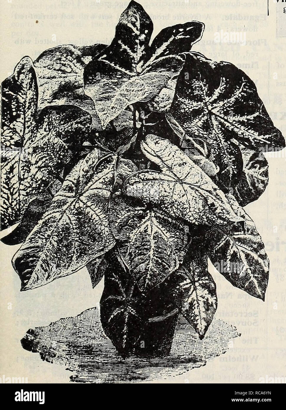 . Dreer's garden book : 1906. Seeds Catalogs; Nursery stock Catalogs; Gardening Equipment and supplies Catalogs; Flowers Seeds Catalogs; Vegetables Seeds Catalogs; Fruit Seeds Catalogs. 35 cts.. Fancy-leaved Caladiums. CAREX. Japonica Variegata. An ornamental Japanese grass, which is extremely uselul as a house plant, of easy growth, standing the dry atmosphere of heated rooms with impunity, and at the same lime hardy if planted out in the garden in summer. Vilmorinl. A pretty and distinct variety, with long, slender, gray-green, graceful, drooping foliage. 15 cts. each ; $1.50 per doz. SEI.EC Stock Photo