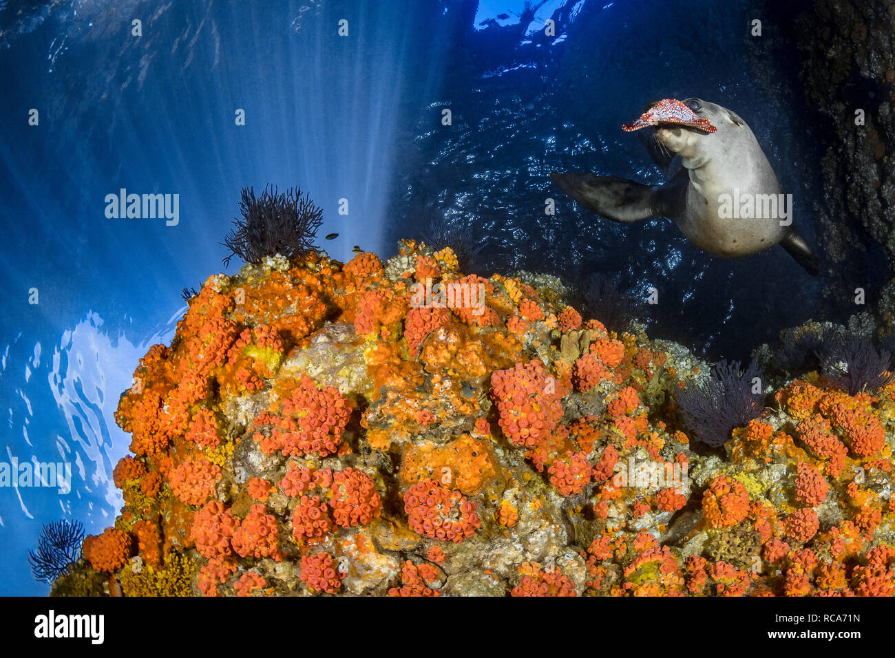 This California sea lion chose a particularly photogenic spot for his morning playtime. Stock Photo