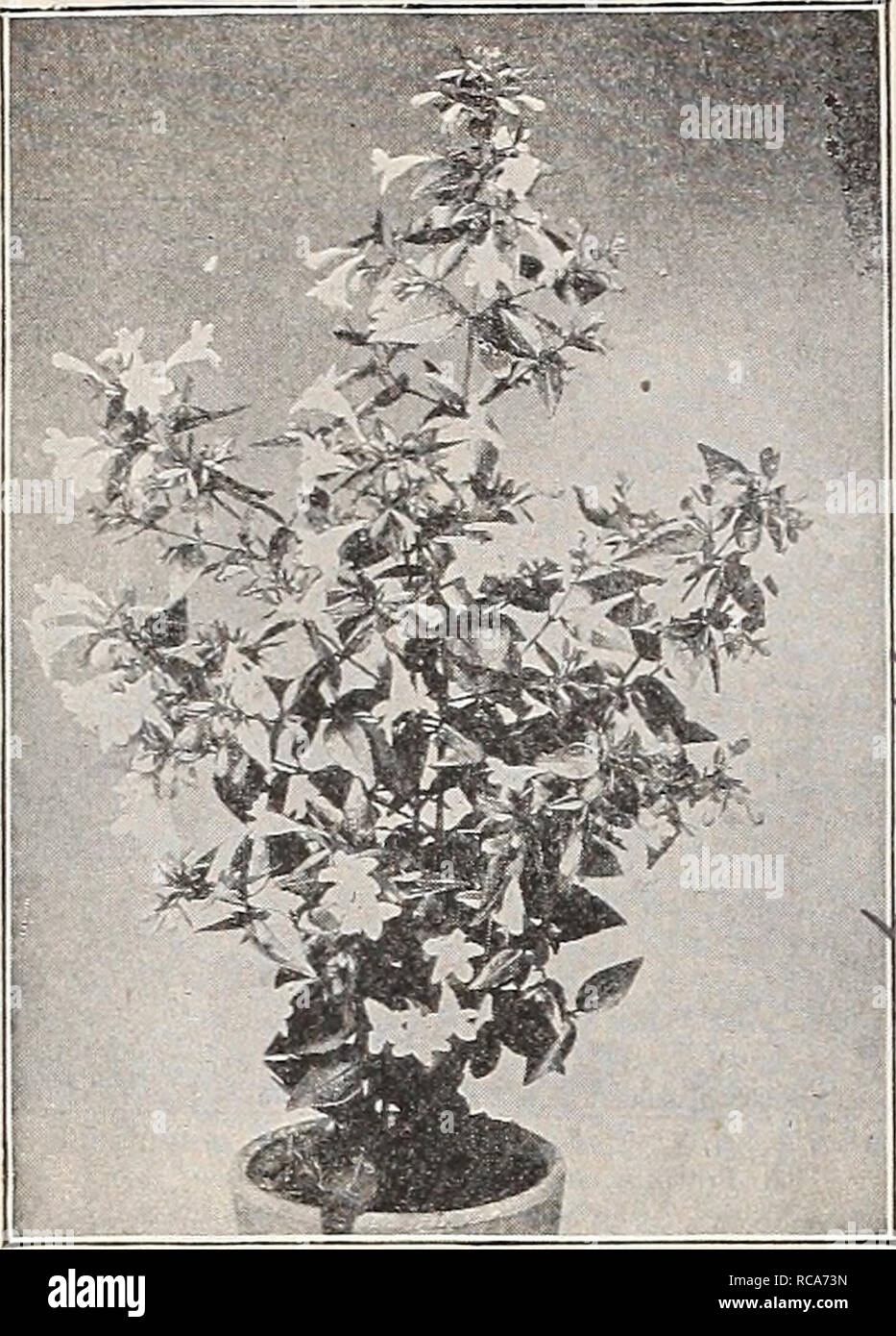 . Dreer's garden book : 1906. Seeds Catalogs; Nursery stock Catalogs; Gardening Equipment and supplies Catalogs; Flowers Seeds Catalogs; Vegetables Seeds Catalogs; Fruit Seeds Catalogs. Abelia Chinensis Gkandiflora. ABELIA. Chinensis Qrandiflora. A choice dwarf, small shrub of graceful habit, hardy as far nortli Oi Philadelphia, but requiring protection further north. It produces through the entire summer and fall months white tinted lilac heather- like flowers in such abundance as to completely cover the plant. 30 cts. each ; $3.00 per doz. ABUTILONS. Arthur Belsham. Orange-red with deeper ve Stock Photo