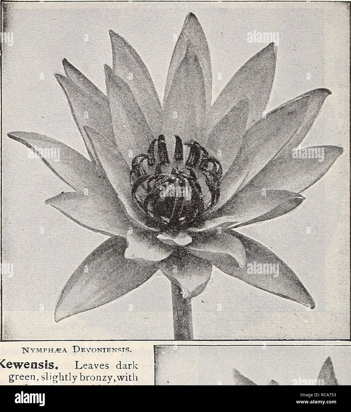 . Dreer's garden book : 1906. Seeds Catalogs; Nursery stock Catalogs; Gardening Equipment and supplies Catalogs; Flowers Seeds Catalogs; Vegetables Seeds Catalogs; Fruit Seeds Catalogs. 120 HENRTADREER-PHILADELPHIA- WATER LiLlK«» AQUATICS'. &quot;NVMPH.CA DeVON1EN?T5. Kewensis. Leaves dark green, slightly bronzy,with a few brown blotches; young leaves more spotted on surface. Light pink flowers 6 to 8 inches J. icross. SL50 each. yj Lotus (M tkeymalis D.C.). The White Lotus, leaves dark, glossy green, 12 to 20 inches in diameter. Flowers white, the broid outer petals suffused pink ; petals con Stock Photo