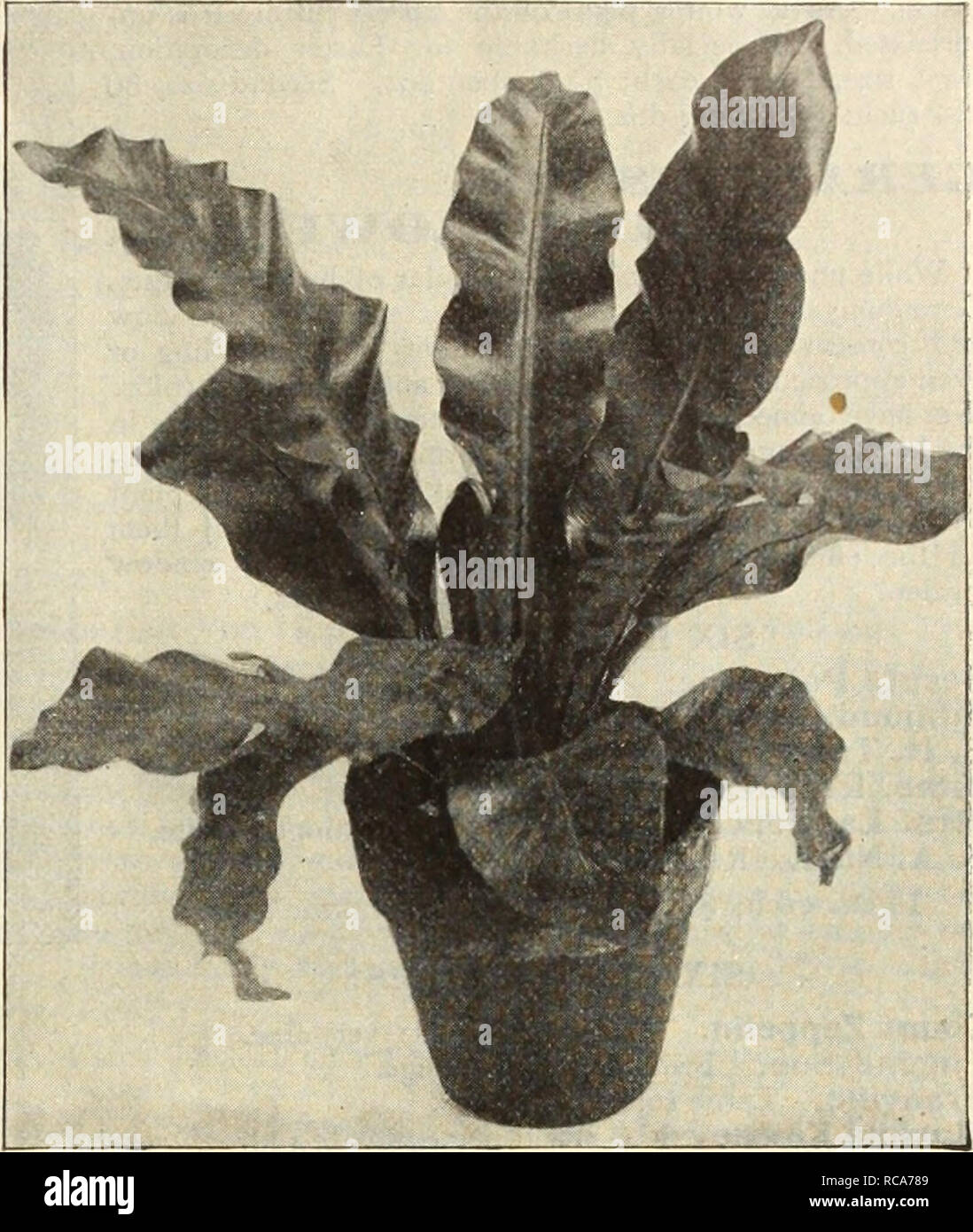. Dreer's autumn catalogue, 1913. Horticultural products industry Catalogs; Nurseries (Horticulture) Catalogs; Nursery stock Catalogs; Plants, Ornamental Catalogs; Flowers Catalogs. Cyrtomium Rcchfohdi'Sum. (New Crested Holly Fern). 'Asplenium Nidus Avis (Birds' Nest Fern). Nephrolepls Bostoniensis (The Boston, Sword Fern)' This is the original Boston Fern, which for years has been the most popular house plant in cultivation. Specimens in 6-inch pots, 75 cts. each; large specimens, $2.50 each. Nephrolepis Scholzeli (The Plumed Dwarf Boston, Fern ). A sport from Scotti, which has all the desira Stock Photo