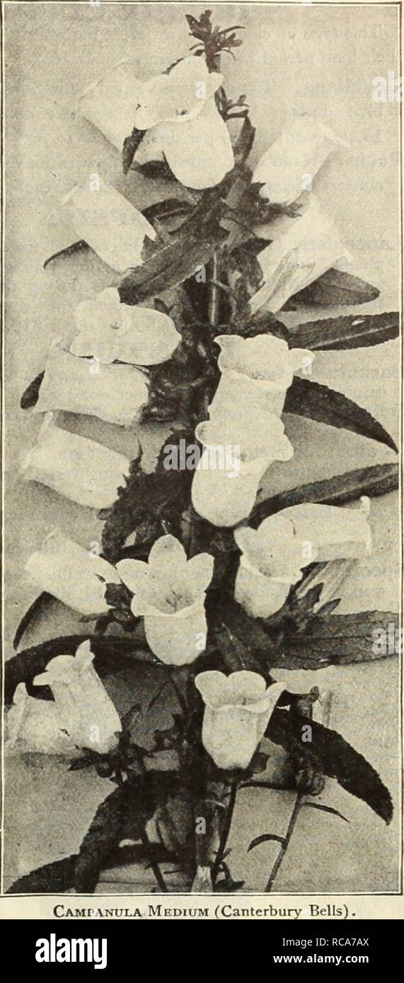 . Dreer's autumn catalogue, 1913. Horticultural products industry Catalogs; Nurseries (Horticulture) Catalogs; Nursery stock Catalogs; Plants, Ornamental Catalogs; Flowers Catalogs. ENRTADREER -PHILAMLPHIA'fAW/HARDY PERENNIAL PLANTS 37 Involucrata. rosy-crimson, Lineariloba. Alliariiefolia. BOLTONIA (False Chamomile). Among the showiest of our native hardy perennial plants, with Aster-like flowers, in bloom during the summer and autumn, and with ils thousands of flowers open at one time produces a very showy effect. Asteroides. Pure white; very effective; 5 to 7 feet. Latisquama. Pink, slightl Stock Photo