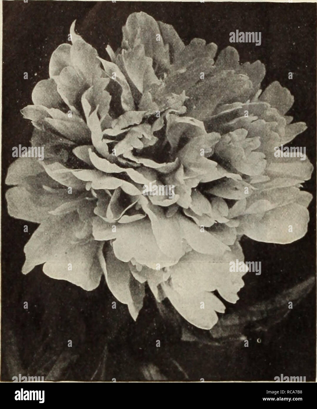 . Dreer's autumn catalogue, 1913. Horticultural products industry Catalogs; Nurseries (Horticulture) Catalogs; Nursery stock Catalogs; Plants, Ornamental Catalogs; Flowers Catalogs. 32 [UIJUEHRYADREER MADMAN llf BUI&gt;BS- FOR gAbb PljANTINCr? j DREER'S FRAGRANT PAEONIES.. Double Hf.rbacfihs Pfony. Eugene Verdier. Immense globular flowers, delicate flesh color, deepening towards the centre. Felix Crousse. Large, hail-shaped bloom; very brilliant red; one of the finest self-colored varieties. Festiva Maxima. This truly superb variety, the finest white in cultivation, combines wonderful purity o Stock Photo