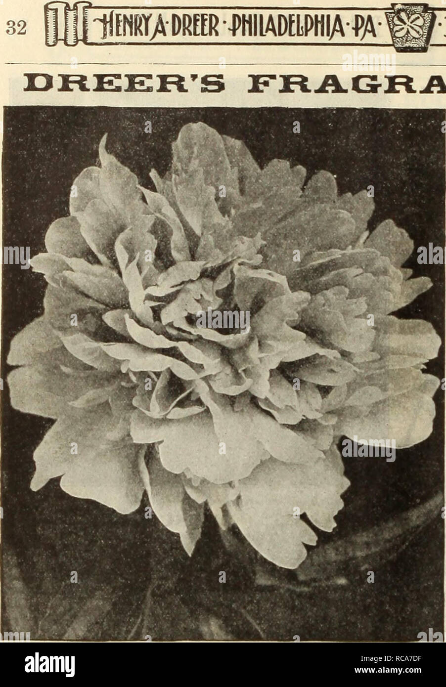 . Dreer's autumn catalogue 1912. Bulbs (Plants) Catalogs; Flowers Seeds Catalogs; Gardening Equipment and supplies Catalogs; Nurseries (Horticulture) Catalogs; Fruit Seeds Catalogs; Vegetables Seeds Catalogs. an DouiiLE Hhrbacbous P^eony. Felix Crousse. Large, ball-shaped bloom; very brilliant red; one of the finest self-colored varieties. 7o cts. each; $7.50 per doz. Very large, showy, pale lilac-rose; extra Floral Treasure choice variety. Golden Harvest white centre. General Bertrand. Large centre petals tinted salmon. Medium size; peach-blossom pink; creamy- compact, medium dark pink; ed sa Stock Photo