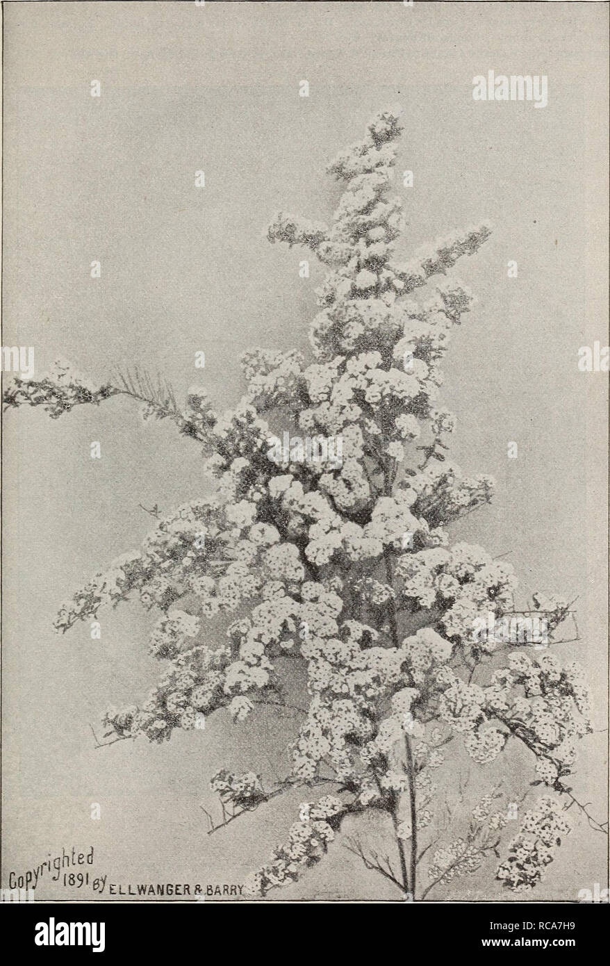 . Ellwanger &amp; Barry's general catalogue : Mount Hope nurseries. GENERAL CATALOGUE. 95 Spiraea Thunbergii. Thtjnberg's Spir^a. D. Of dwarf habit and rounded, g-raceful form; branches slender and somewhat drooping-; foliage narrow and yellowish green; flowers small, white, appearing early in spring, being one of the first Spireeas to flower. Esteemed on account of its neat, graceful habit. Forces well in winter. 3oc. S. trilobata. Three-lobed SPiR^siA. D. A vigorous grower. Three-lobed leaves; white flowers. 35c. S. ulmifolia. Elm-leaved Spir^A. D. Leaves somewhat resembling those of the elm Stock Photo