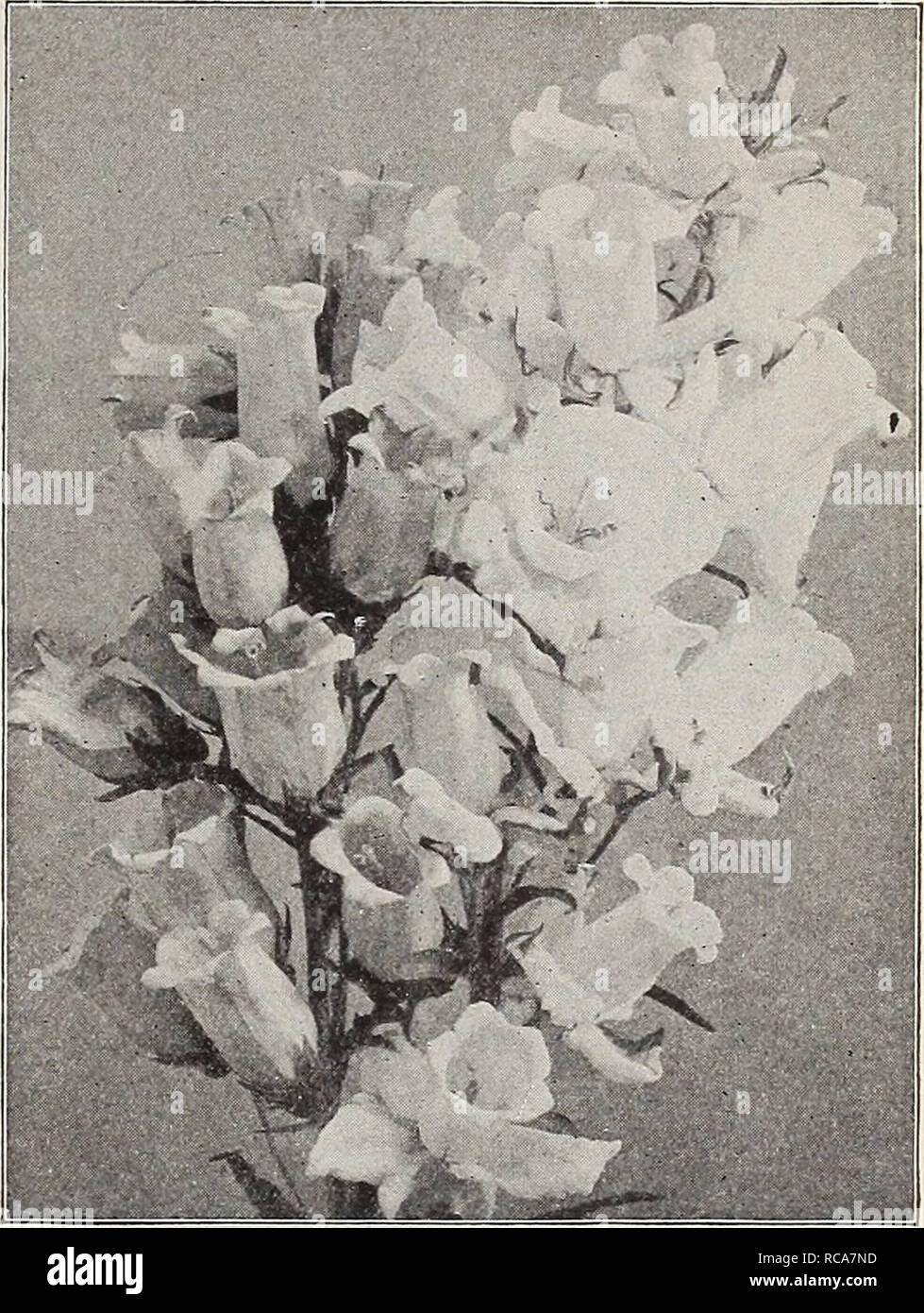 . Dreer's autumn catalogue 1911. Bulbs (Plants) Catalogs; Flowers Seeds Catalogs; Gardening Equipment and supplies Catalogs; Nurseries (Horticulture) Catalogs; Fruit Seeds Catalogs; Vegetables Seeds Catalogs. HENRTADREER â PHIlADftPHIA-^'A- Rf LIABLE f LOWER SEEDS 65 Campanula. (Bellflower.) Per Pkt. Carpatica {Carpathian Hare-Bell). In bloom the whole season; hardy perennial; blue; 6 inches. Per ^ oz., 25 cts 5 â Alba. White-flowered form. Per K oz.. 25 cts... 5 Latifolia Macreintha. A handsome variety, bearing in May and June large purplish-blue flowers; 3 feet 15 Persicifolia Grandiflora (P Stock Photo