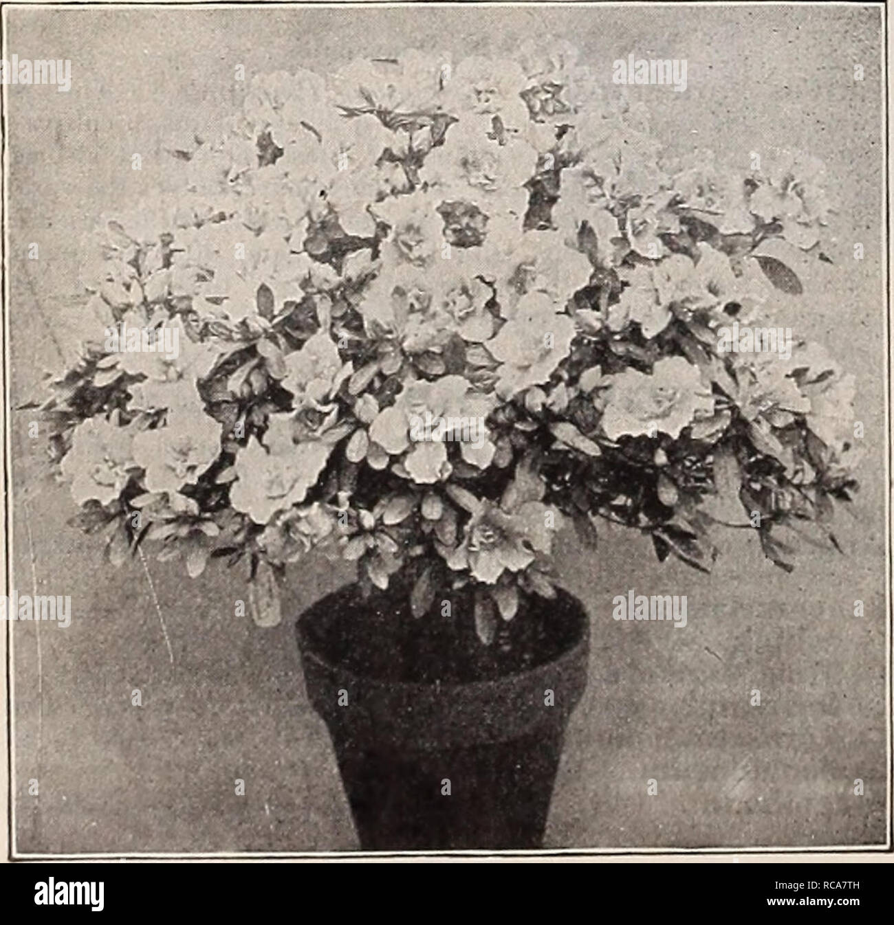 . Dreer's autumn catalogue 1911. Bulbs (Plants) Catalogs; Flowers Seeds Catalogs; Gardening Equipment and supplies Catalogs; Nurseries (Horticulture) Catalogs; Fruit Seeds Catalogs; Vegetables Seeds Catalogs. ARDISIA CRENUI.ATA. A very ornamental greenhouse plant, with dark green foliage and clusters of brilliant red berries. 50 cts. each. ASPARAGUS. Plumosus Nanus. This graceful variety is finer than the most delicate fern, and is an excellent house plant. 15 cts. and 25 cts. each; Â§1.50 and Â§2.50 per doz. Sprengeri. Invaluable as a decorative plant for growing in pots, window boxes, basket Stock Photo