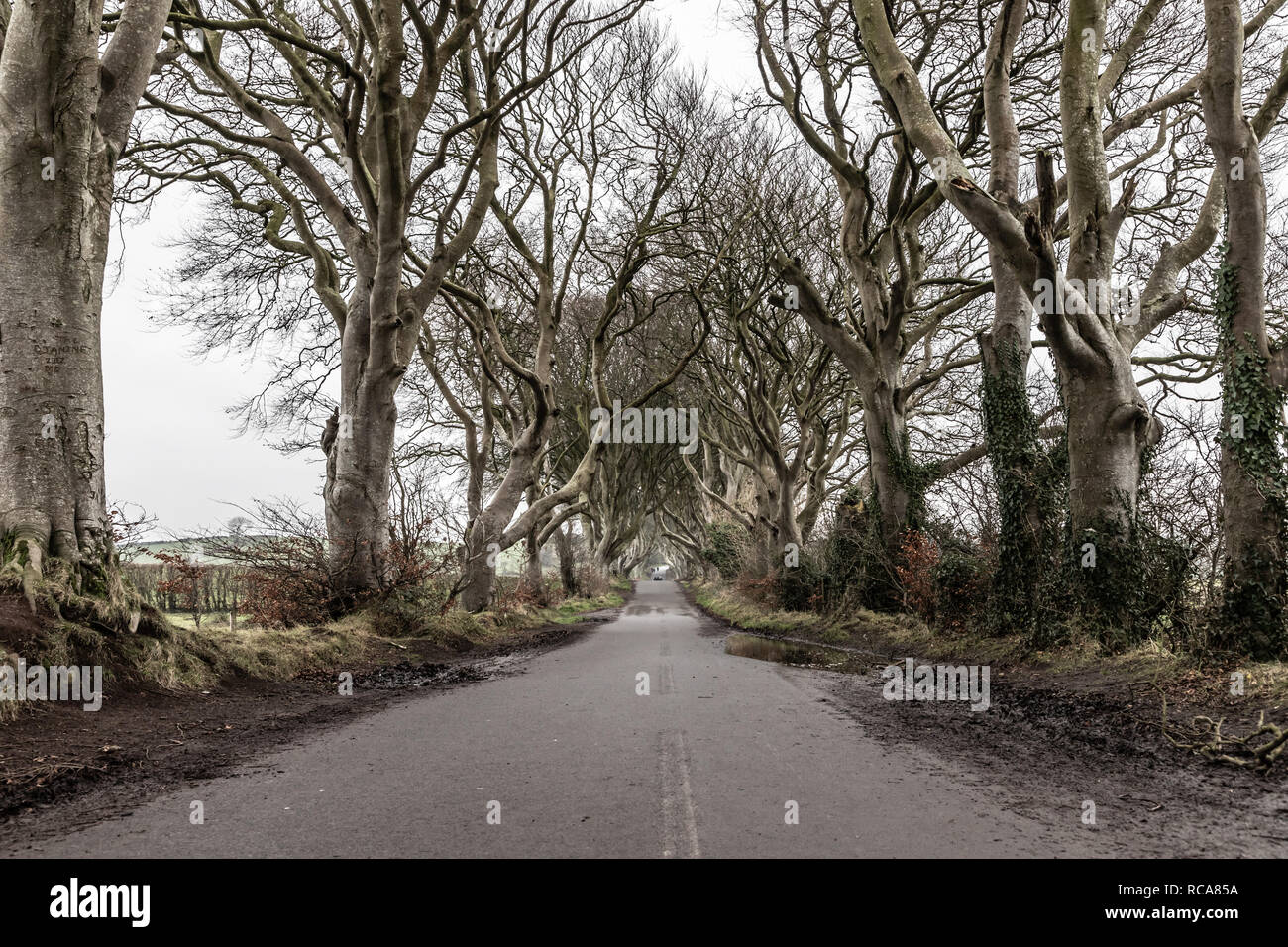 Dark hedges road and farm field, Ballymoney, Northern Ireland, UK Stock