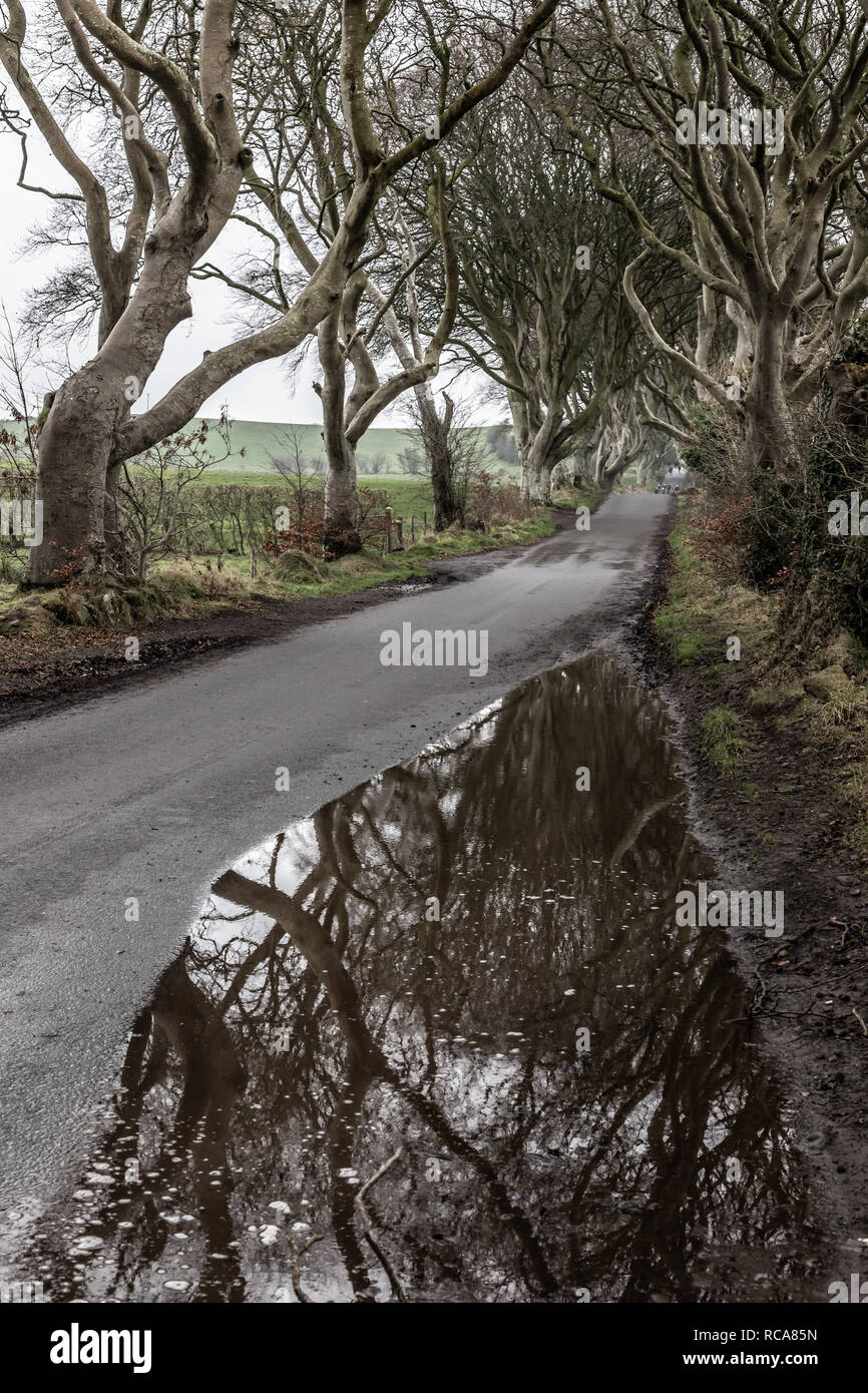 Dark hedges road and farm field, Ballymoney, Northern Ireland, UK Stock