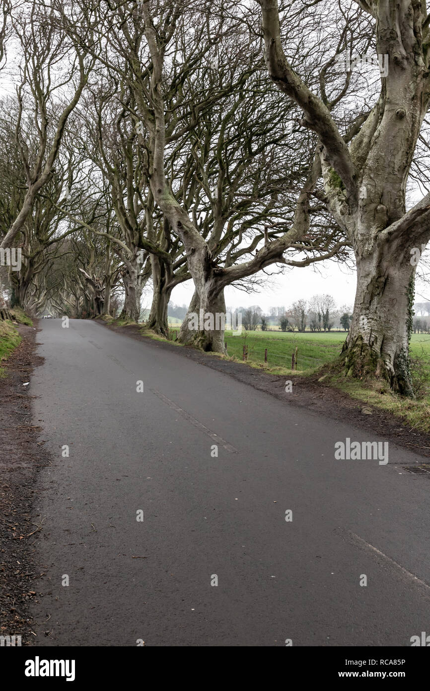 Dark hedges road and farm field, Ballymoney, Northern Ireland, UK Stock