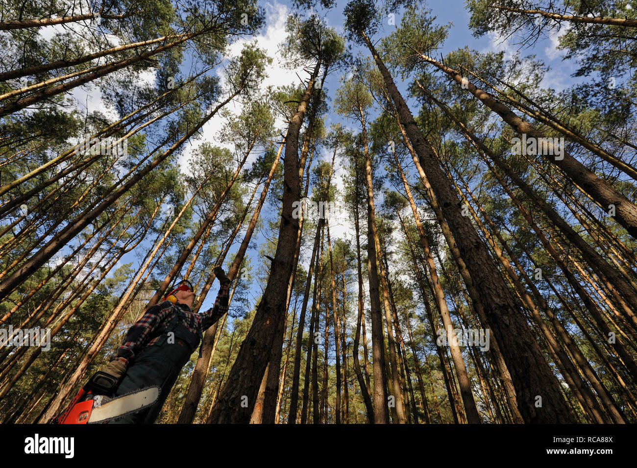Holzfäller bei der Arbeit im Wald | wood feller working in the woods Stock Photo