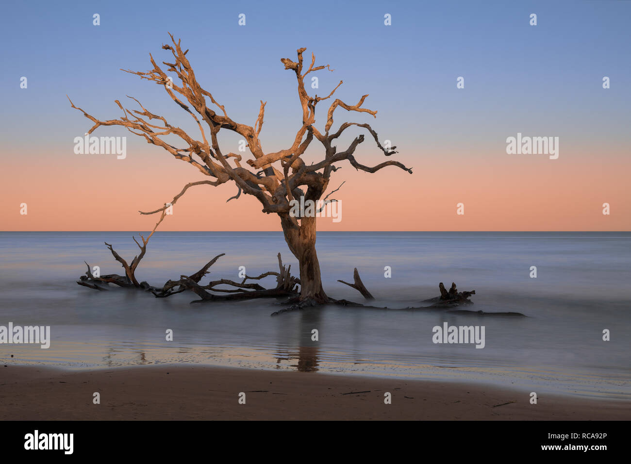 Dead oak trees on Driftwood Beach on Jekyll Island, Stock Photo