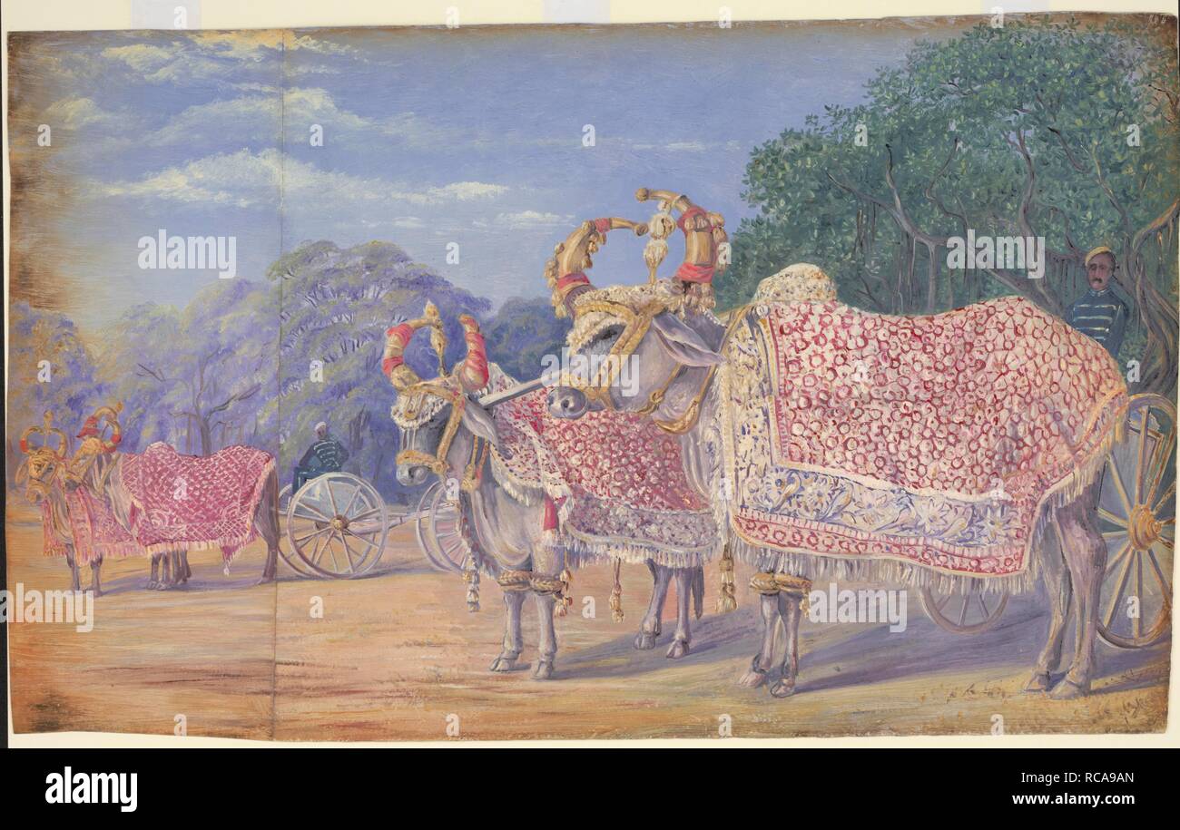 Decorated oxen drawing state gun carriages, Baroda. Decorated oxen drawing state gun carriages, Baroda. 1879. 34 by 55 cm. Oil paint; paper. Source: WD 3260. Author: North, Marianne. Stock Photo