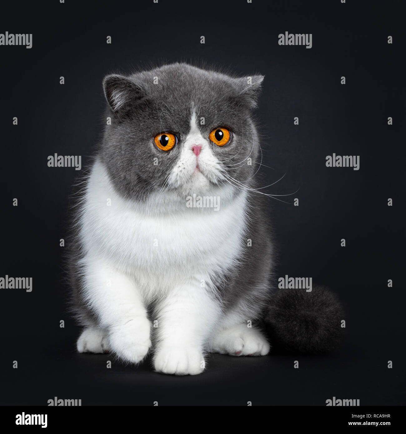 Blue with white cute Exotic shorthair cat kitten sitting facing front, one paw in air. Looking with big round bright orange eyes annoyed at lens. Stock Photo