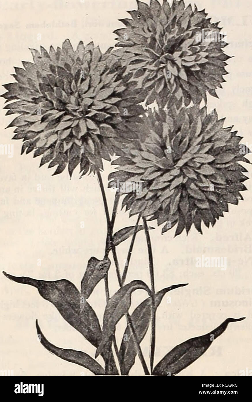 . Dreer's 1910 autumn catalogue. Bulbs (Plants) Catalogs; Flowers Seeds Catalogs; Gardening Equipment and supplies Catalogs; Nurseries (Horticulture) Catalogs; Fruit Seeds Catalogs; Vegetables Seeds Catalogs. •54 1EMRYADREER PHILADELPHIA PA&quot;^Sf HARDY PERENNIAL PLANTS. Rudbeckia Rays of Gold. RIDBECKIA (Cone Flower Fulgida. Brilliant orange-yellow flowers, produced in masses, from July to September; 2 feet high. Golden Glow. We question if any one hardy perennial plant has ever met with greater popularity than this. Froduce&gt; masses of double golden-yellow Dahlia-like flowers from July t Stock Photo