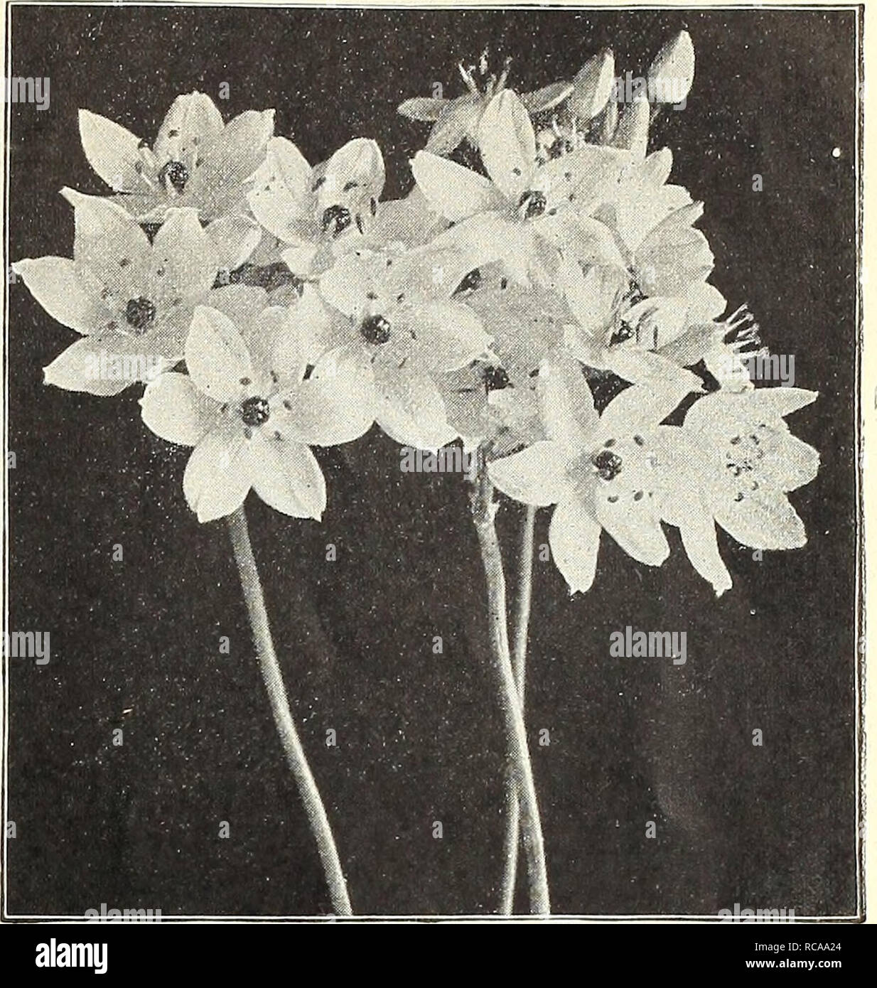 Dreer S 1908 Autumn Catalogue Bulbs Plants Catalogs Flowers