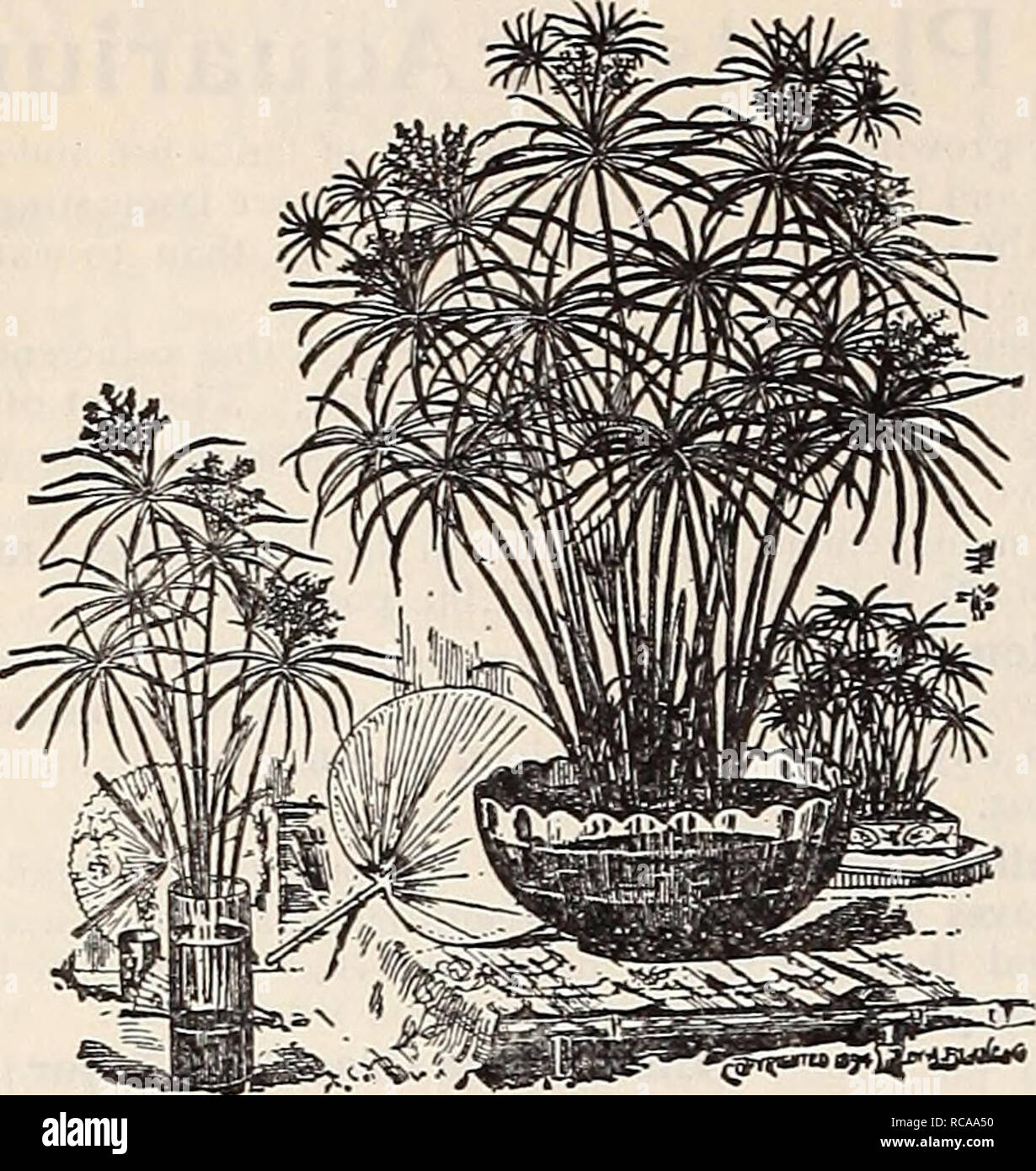 . Dreer's 1907 garden book. Seeds Catalogs; Nursery stock Catalogs; Gardening Equipment and supplies Catalogs; Flowers Seeds Catalogs; Vegetables Seeds Catalogs; Fruit Seeds Catalogs. 212 fJUhHEHRTADREER -PHILADELPHIA^A^WATER LILIES*&quot; AQUATICS- !. Cyperus Alternifolius. niscellaneous Aquatics. See also under Aquarium Plants oil preceding page. Acorus Japotlica Variegata {Variegated Sweet Flag). One of the finest variegated plants in cultivation. 25 cts. each ; $2.50 per doz. — Gramineus Variegatus. Dwarf growing, with leathery leaves, beautifully margined with white; handsome plant for ma Stock Photo