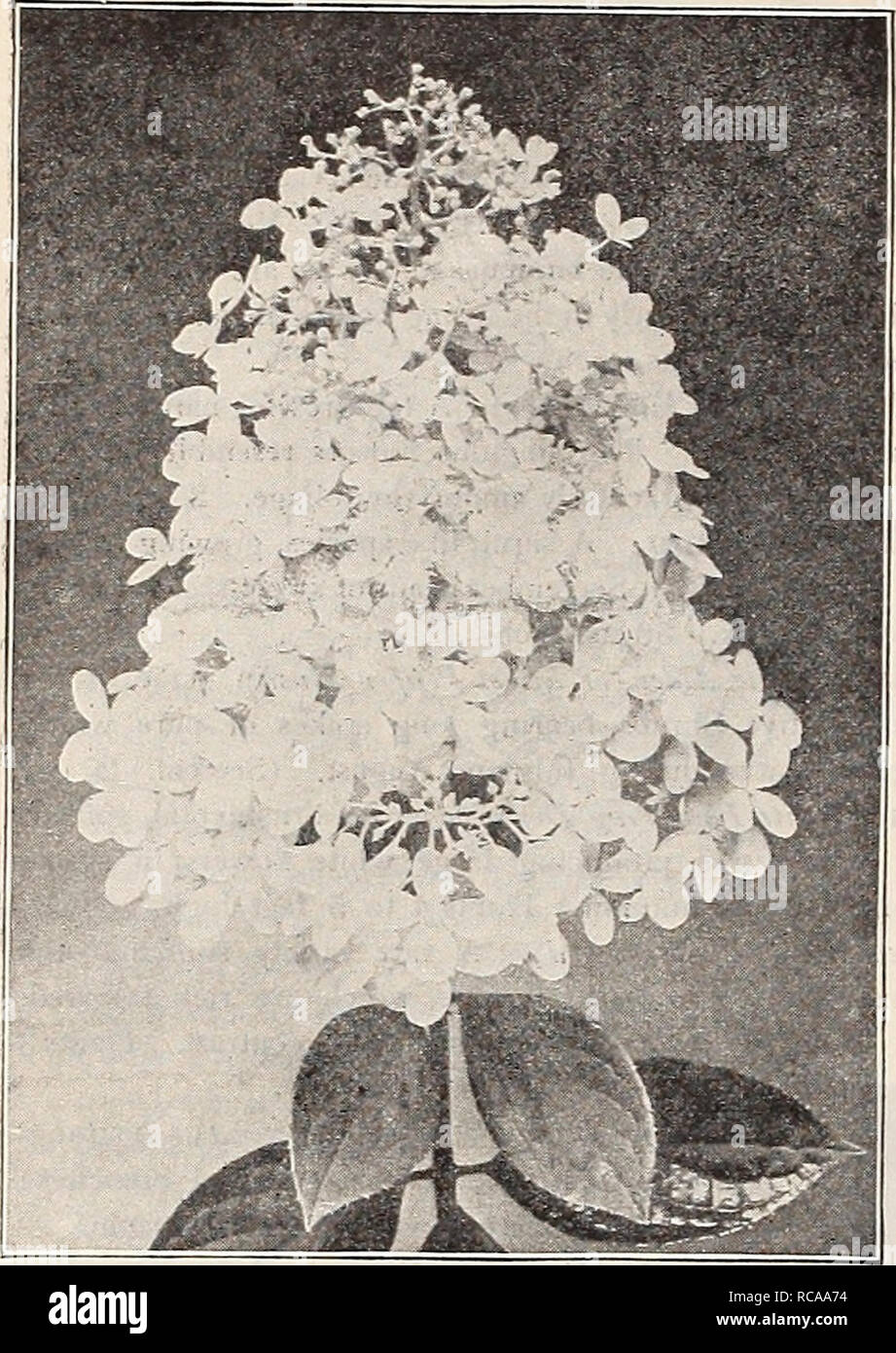 . Dreer's 1907 garden book. Seeds Catalogs; Nursery stock Catalogs; Gardening Equipment and supplies Catalogs; Flowers Seeds Catalogs; Vegetables Seeds Catalogs; Fruit Seeds Catalogs. Hydrangea Paniculata Grandiflora. plena. A tine double white Deutzia Candidissima 25 cts. each. â Crenata rosea plena {Double-flowering Deutzia). Double-white, tinged with pink ; very desirable. 25 cts. each. â Gracilis. A favorite dwarf bush, covered with spikes of pure white flowers in early summer. 25 cts. each ; $2.50 per doz. Campanulata. A new white sort, with large, open, salver-shaped flowers. 25 cts. eac Stock Photo