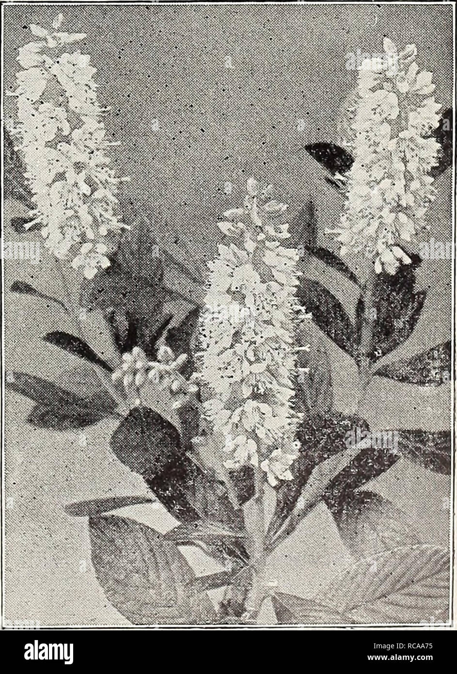 . Dreer's 1907 garden book. Seeds Catalogs; Nursery stock Catalogs; Gardening Equipment and supplies Catalogs; Flowers Seeds Catalogs; Vegetables Seeds Catalogs; Fruit Seeds Catalogs. Baccharis. (Offered on page 19&quot;). Colutea Arborescens (Bfad. der Senna). A large Shrub, with small, delicate foliage and yellow, pea-shaped blos- soms, flowering in June, fol- lowed by reddish pods or bladders. 25 cts. each. Cochorus, or Kerria Japon = ica fl. pi. {Globe Flower). A graceful Shrub, with double- yellow flowers, from June to October. 25 cts. each. Crataegus Oxyacantha fl. pi. (Double-flozvering Stock Photo