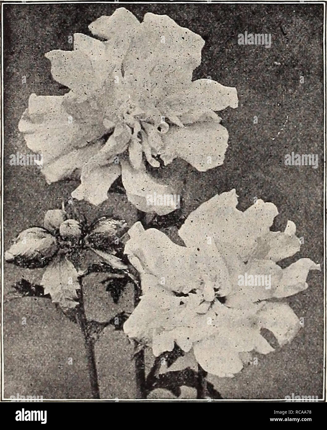 Pieris Poisonous Plant For Pets