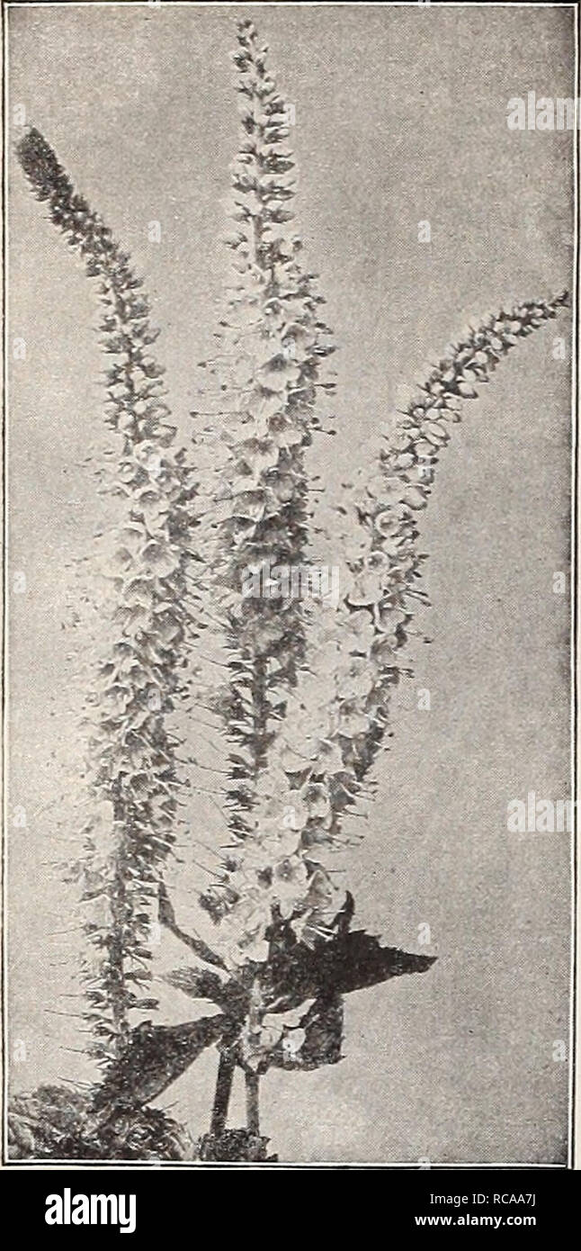 . Dreer's 1907 garden book. Seeds Catalogs; Nursery stock Catalogs; Gardening Equipment and supplies Catalogs; Flowers Seeds Catalogs; Vegetables Seeds Catalogs; Fruit Seeds Catalogs. -tlEHRYADREER -PHILADELPHIA PA ^P^ARDY-PEREMniAl PLANTS- iTffj. Veronica Longifolia Subsessilis. VALERIANA (Spurred Flower). Coccinea ( Valerian). An old-fashioned perennial, bearing numerous showy heads of redd^h flowers from June to October; 2 feet. â Alba. A white-flowered form. Officinalis [Hardy Garden Heliotrope). Produces showy rose-pink heads of flow ers during June and July, with strong heliotrope odor.  Stock Photo
