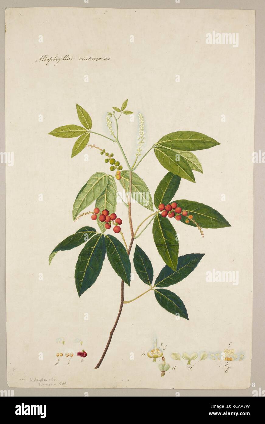 'Allophylus Cobbe' L. Plant of the family Sapindaceae. 1818-c.1830. Watercolour and pencil. Source: NHD 49/8. Stock Photo