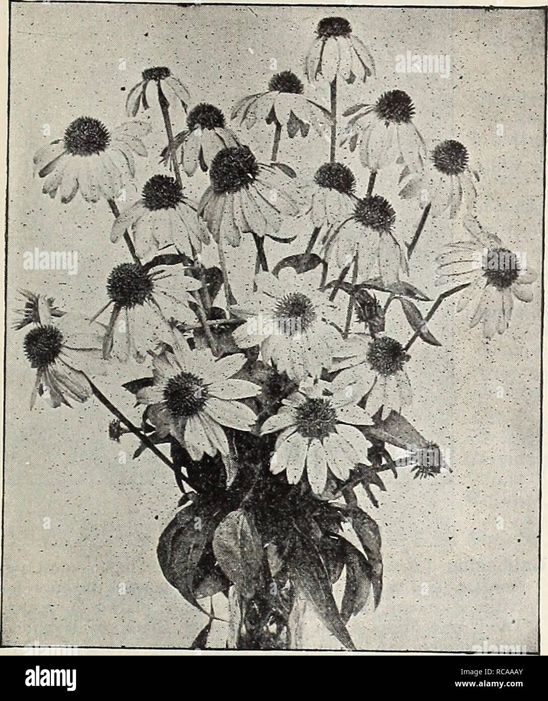 . Dreer's 1907 garden book. Seeds Catalogs; Nursery stock Catalogs; Gardening Equipment and supplies Catalogs; Flowers Seeds Catalogs; Vegetables Seeds Catalogs; Fruit Seeds Catalogs. W HARDY PERENNIAL PIsANTJ 183. Rudbeckia Purpurea. RVDBECKI4 (Cone-flower). Fulgida. Brilliant orange-yellow flowers ; produced in masses on much-branched plants, 2 feet high, from July to September. Golden Glow. We question if any one hardy perennial plant has ever met with greater popularity than this. It is a strong, robust grower, attaining a height of 5 to 6 feet, and produces masses of double golden-yellow  Stock Photo