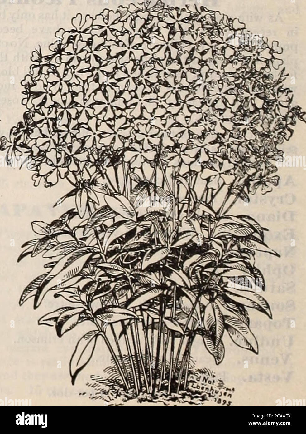 . Dreer's 1901 garden calendar. Seeds Catalogs; Nursery stock Catalogs; Gardening Equipment and supplies Catalogs; Flowers Seeds Catalogs; Vegetables Seeds Catalogs; Fruit Seeds Catalogs. Phlox Subulata Divaricata Canadensis. One of our native varieties that is but rarely met with, and a plant that is certain to meet with much favor when better known, as nothing can produce such a cheerful corner in the garden in the very early sprin&lt;j; frequently beginning to bloom early in April, it con- tinues until about the middle of June, with large bright lilac-colored flowers, which are produced on  Stock Photo