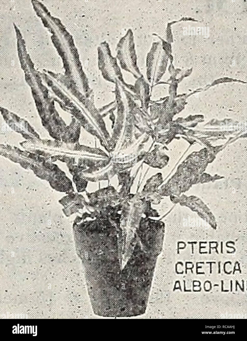 . Dreer's 1907 garden book. Seeds Catalogs; Nursery stock Catalogs; Gardening Equipment and supplies Catalogs; Flowers Seeds Catalogs; Vegetables Seeds Catalogs; Fruit Seeds Catalogs. *^%. '' SELAGINELLA CASSIA ARBOREA. PTERIS CRETICA '':â ..â ALBO-LINEATA' * Lomaria Ciliata. A dwarf Tree Fern. 15 cts. Lygodium Dichotomum. A climbing species, with large, heavy pinnse. 15 cts. â Japonicum. A beautiful Japanese climbing Fern. 15 cts. â Scaudens. A climbing variety with light'green foliage. 15 cts. *Miorolepia Hirta Cristatit. A most useful decorative Fern, beautifully crested. 15 cts. and 25 cts Stock Photo