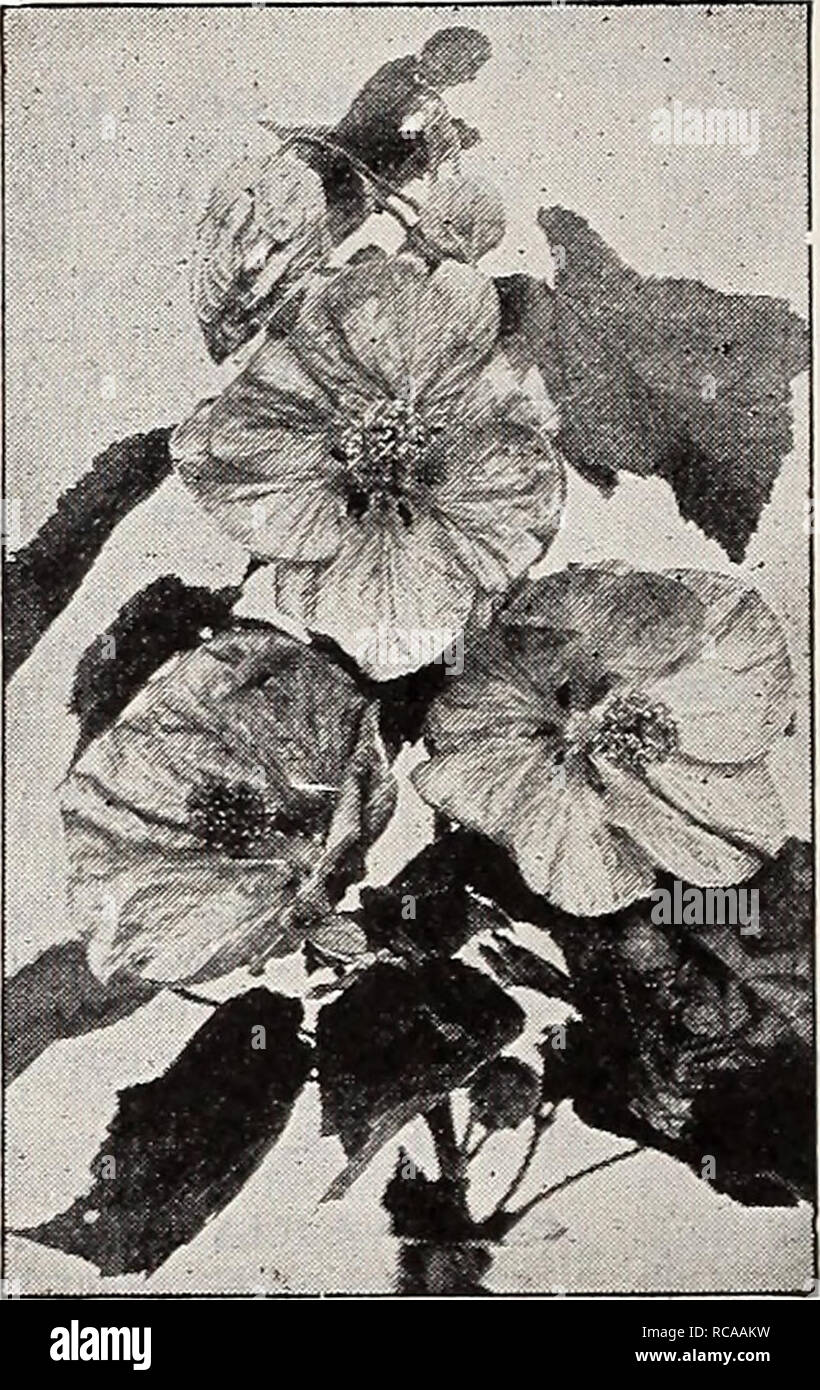 . Dreer's 1907 garden book. Seeds Catalogs; Nursery stock Catalogs; Gardening Equipment and supplies Catalogs; Flowers Seeds Catalogs; Vegetables Seeds Catalogs; Fruit Seeds Catalogs. Abelia Chinensis Gkandiflora. ACACIA. Armata. A most desirable house plant, succeeding under the same conditions as an Azalea or Camellia ; the bright canary- yellow globular flowers are produced in March and April; very effective. 50 cts. and $1.00 each. AGLAONEMA. Dwarf-growing Aroids, with pretty, varie- gated foliage; suitable for the warm conserv- atory. Costatum. Very compact, heart-shaped leaves of dark, s Stock Photo