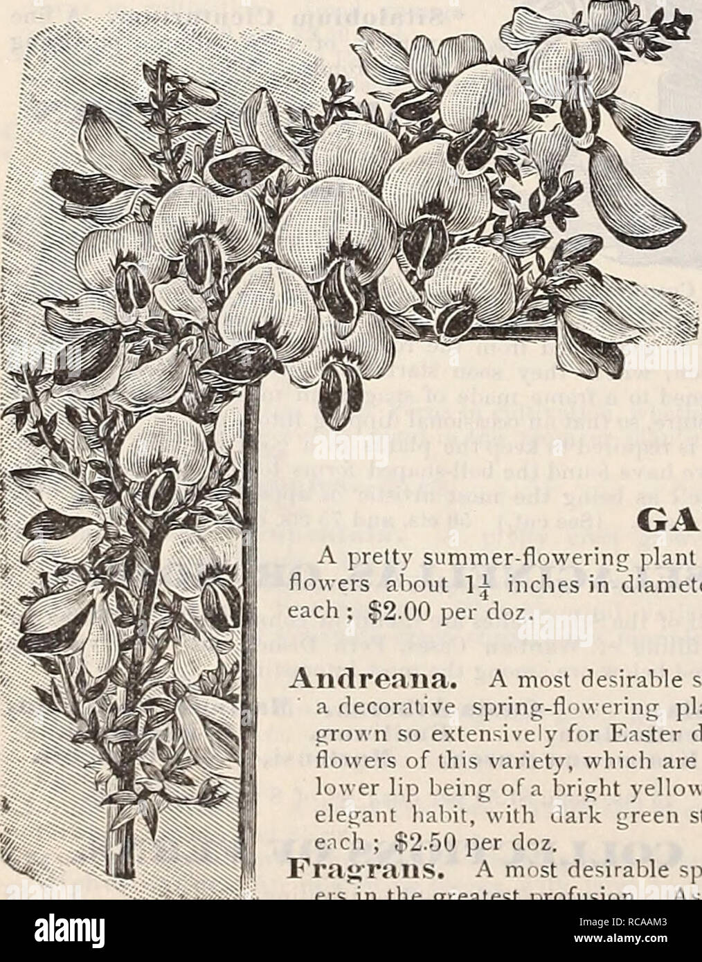 . Dreer's 1901 garden calendar. Seeds Catalogs; Nursery stock Catalogs; Gardening Equipment and supplies Catalogs; Flowers Seeds Catalogs; Vegetables Seeds Catalogs; Fruit Seeds Catalogs. Farfugium Grande Rubber Plant. FUCHSIAS. Well-known favorites for planting out in par- tially shaded positions during the summer, or- for â winter-flowering in the window or green- house. The following collection is a seleclioa of the finest of the new and old varieties. Varie- ties marked with an &quot;*&quot; are double-flowering. Genista Andr EAtlA. Arabella. White tube and sepals, rose corolla; early. *Be Stock Photo