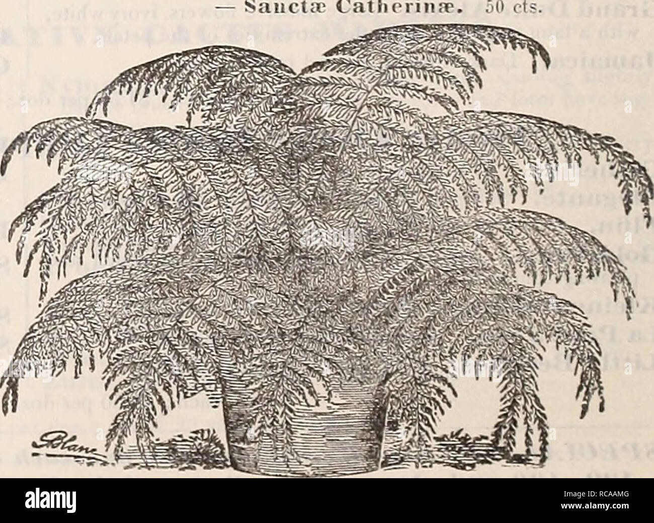 . Dreer's 1901 garden calendar. Seeds Catalogs; Nursery stock Catalogs; Gardening Equipment and supplies Catalogs; Flowers Seeds Catalogs; Vegetables Seeds Catalogs; Fruit Seeds Catalogs. â â ^r^s^^^^^sfc^ Davallia Bullata foot ot' next page.) Boston Sword Fern. â Fijieiisis Major. 25 cts. â Elegaiis. Sl.OO. â Fijieiisis Pluiiiosa. 25 cts. â Oniata. 75 cts. â Peiilaphylla. 25 cfs. Â«â â âStricta. One of the finest Ferns in cultivation, whether for growing as a decorative plant in the room or planting out. 15 cts. and 25 cts. â Dictyogranima Japoiiica. 25 cts. â â Variegata. 25 cts. Didy!nocbla Stock Photo