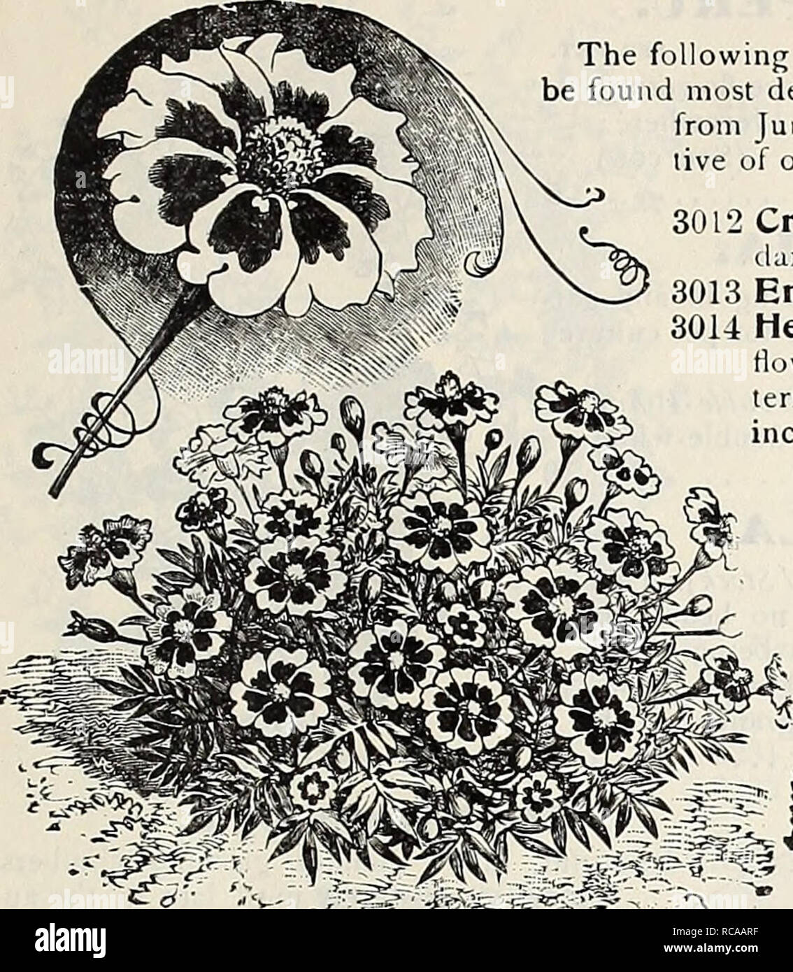 . Dreer's 1907 garden book. Seeds Catalogs; Nursery stock Catalogs; Gardening Equipment and supplies Catalogs; Flowers Seeds Catalogs; Vegetables Seeds Catalogs; Fruit Seeds Catalogs. HBWADRH-PHILADELPHIA W'W RELIABLE FLOWER SEE 83. LOBELIA. ng dwarf and trailing varieties of this popular and beautiful flowering plant will desirable for pot culture, edgings, hanging-baskets, etc., blooming profusely June to November. The hardy perennial varieties are among the most attrac- of our garden favorites, producing beauiiful spikes of handsome flowers. PER PKT. Crystal Palace Compacta. Rich deep blue  Stock Photo
