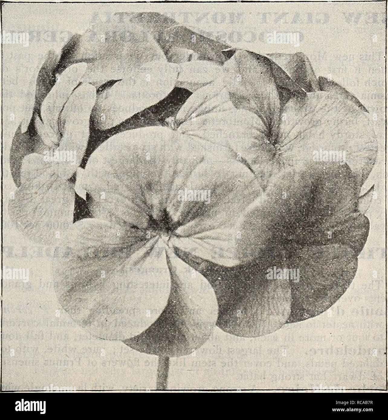 . Dreer's 1901 garden calendar. Seeds Catalogs; Nursery stock Catalogs; Gardening Equipment and supplies Catalogs; Flowers Seeds Catalogs; Vegetables Seeds Catalogs; Fruit Seeds Catalogs. The Bride each. Double IvYtLkaved Geranium Leopard. , Double pure white ; creeping habit. 25 cts. TWO VAI.UABI.E NEW^ FERNS. Adiantlini Charlottse. Our illustration on page 16 gives a faint idea of the beauty and grace of this new Maidenhair; it is en- tirely distinct from all other varieties, and even more graceful than A. gracillimitm, and possessing the advantage of having much stouter, stiffer stems, on a Stock Photo