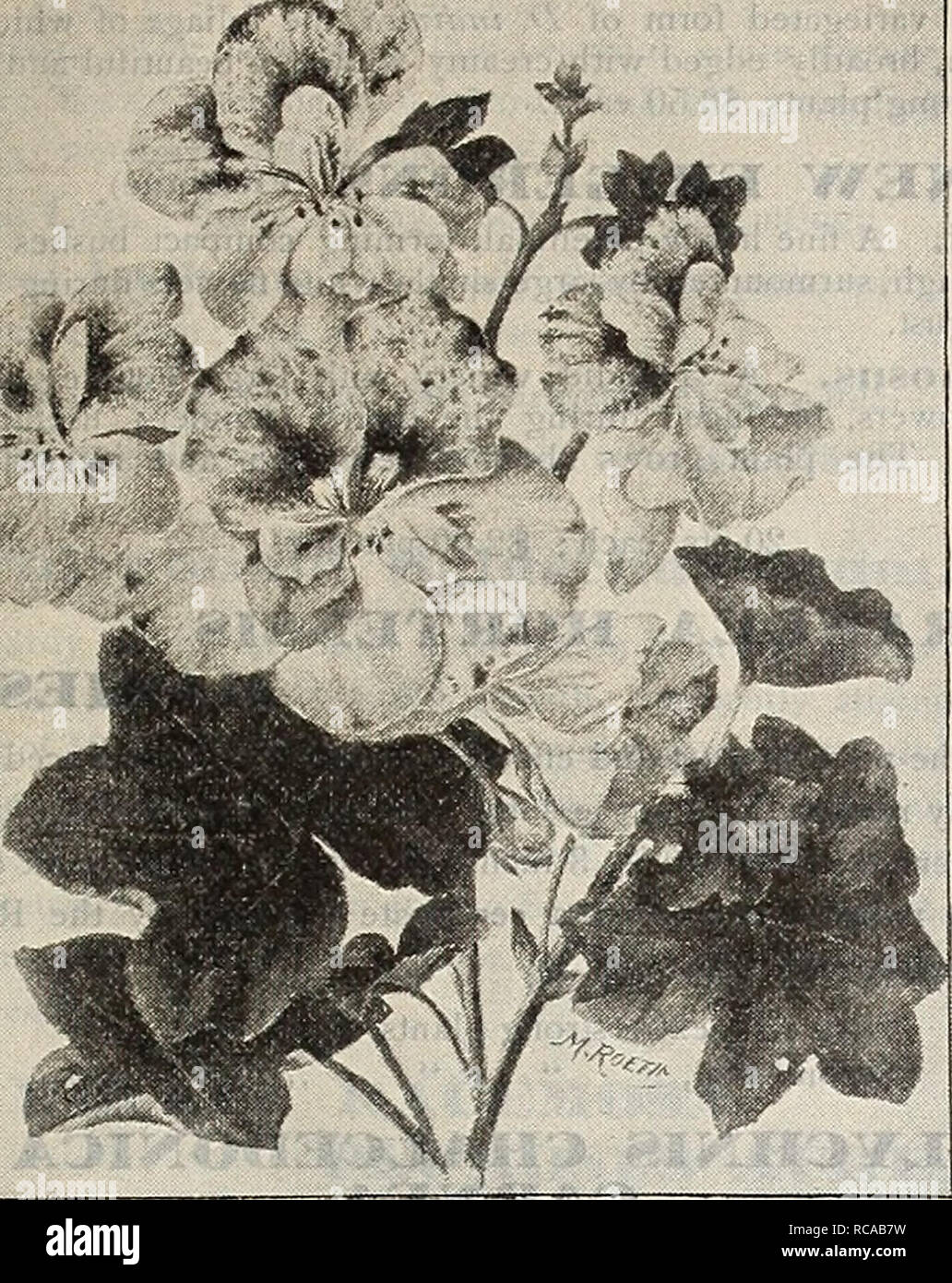 . Dreer's 1901 garden calendar. Seeds Catalogs; Nursery stock Catalogs; Gardening Equipment and supplies Catalogs; Flowers Seeds Catalogs; Vegetables Seeds Catalogs; Fruit Seeds Catalogs. HENRYADREER-PnilADElPHIAfA- NEW'&quot;°RARE PIAMT5- Dtfl &quot; /S»r^ ^. The Bride each. Double IvYtLkaved Geranium Leopard. , Double pure white ; creeping habit. 25 cts. TWO VAI.UABI.E NEW^ FERNS. Adiantlini Charlottse. Our illustration on page 16 gives a faint idea of the beauty and grace of this new Maidenhair; it is en- tirely distinct from all other varieties, and even more graceful than A. gracillimitm, Stock Photo