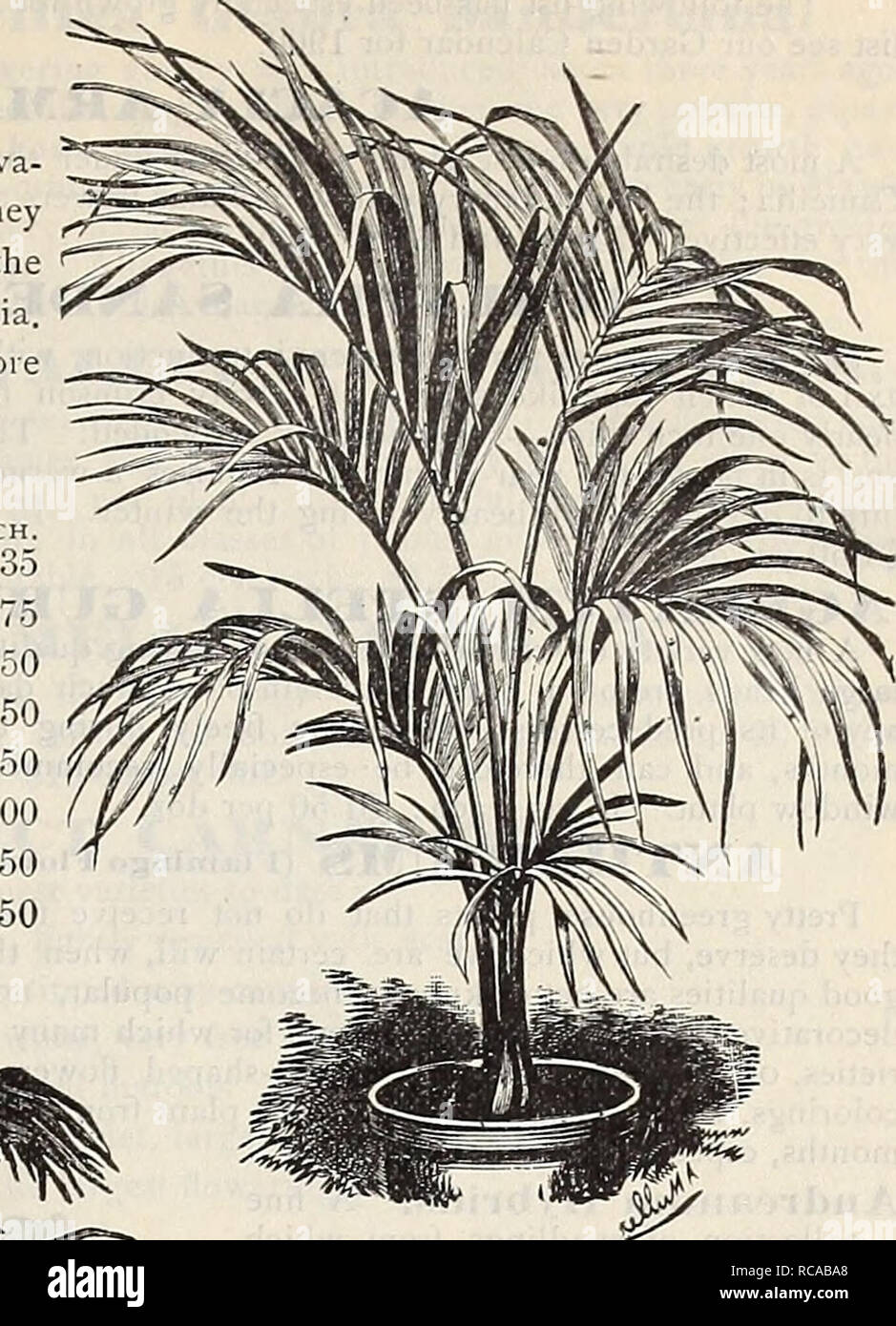 . Dreer's 1900 autumn catalogue of bulbs, plants, seeds, etc. Bulbs (Plants) Catalogs; Flowers Seeds Catalogs; Gardening Equipment and supplies Catalogs; Nurseries (Horticulture) Catalogs; Fruit Seeds Catalogs. Kentia Belmoreana. JLatauiaBorbonica. Chinese Fan Palm. This popular variety is too well known to require description. (See cut.) 10 00 15 00 Puts LEAVES. HEIGHT. EACH. 3-inch 4 to 5 12 ncbes. §0 25 4 &quot; 5 to 6 15 50 5 &quot; 0 15 1 00 6 &quot; 6 20 1 50 7 &quot; 6 to 7 24 2 50 8. &quot; 7 to 8 30 5 00. Please note that these images are extracted from scanned page images that may ha Stock Photo