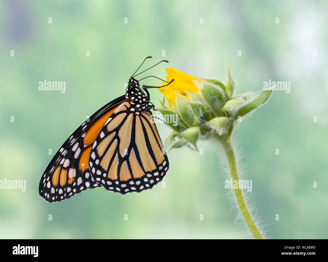 Monarch butterfly Danaus Plexippus feeding a sunflower bud, side view ...