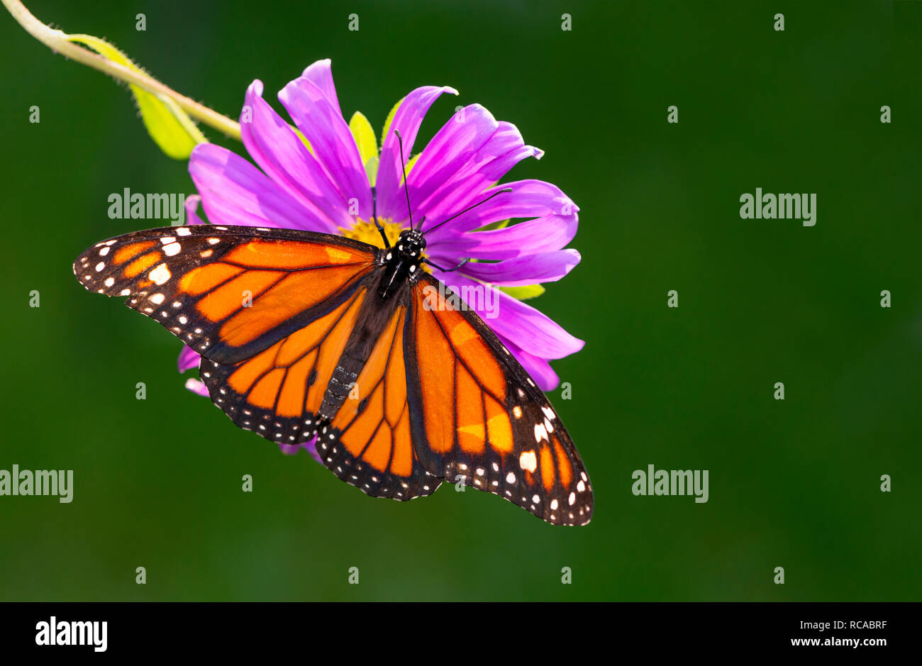Monarch butterfly Danaus Plexippus with spread wings, feeding on a ...