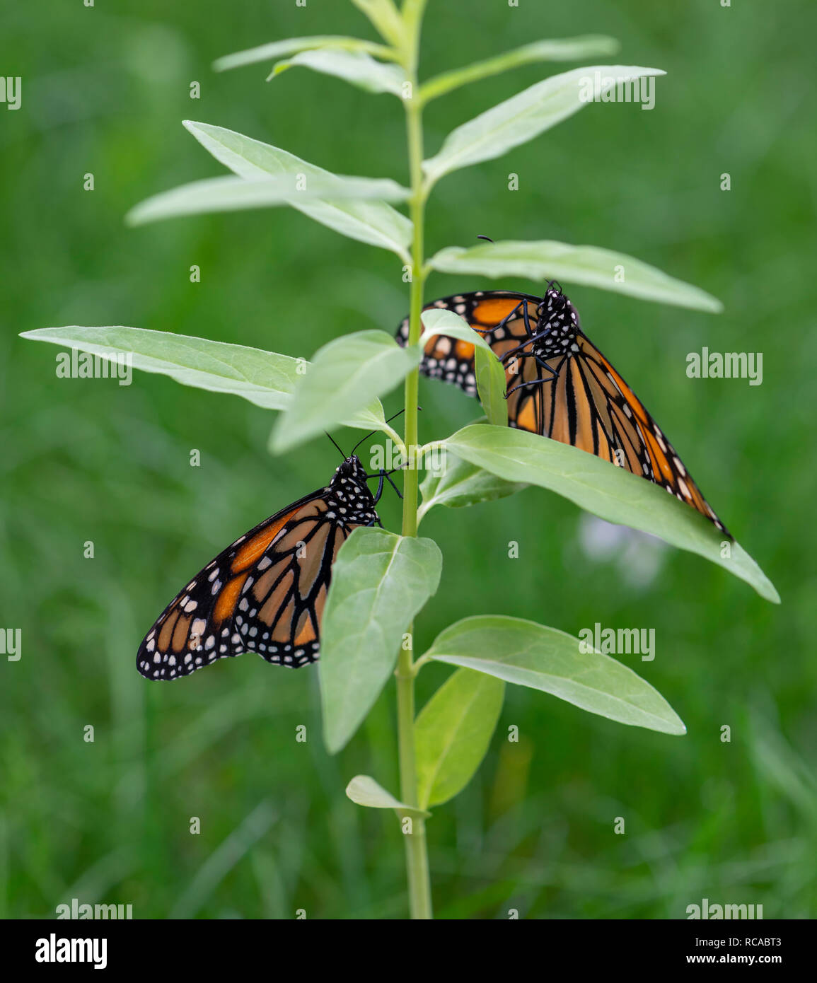 Monarch butterflies Danaus Plexippus females laying eggs on a young milkweed plant Stock Photo