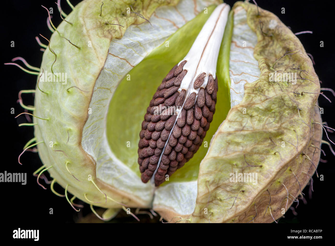 Milkweed, gomphocarpus physocarpus  - open seed pod of a balloon milkweed Stock Photo