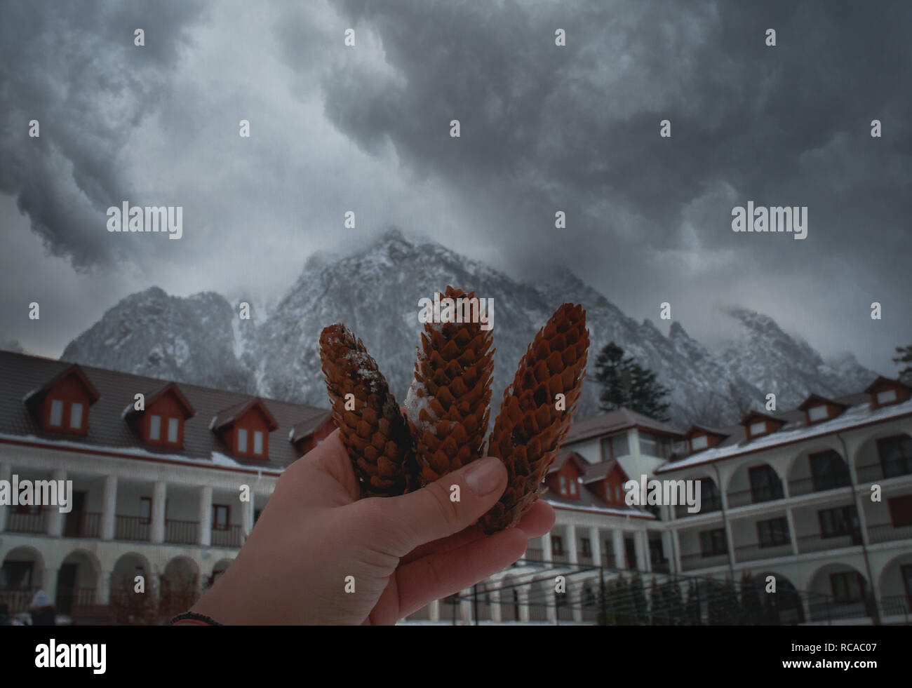 Three Pinecones with Mountains in the background Stock Photo