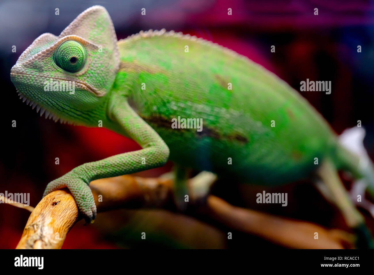 Green chameleon on the branch. Stock Photo