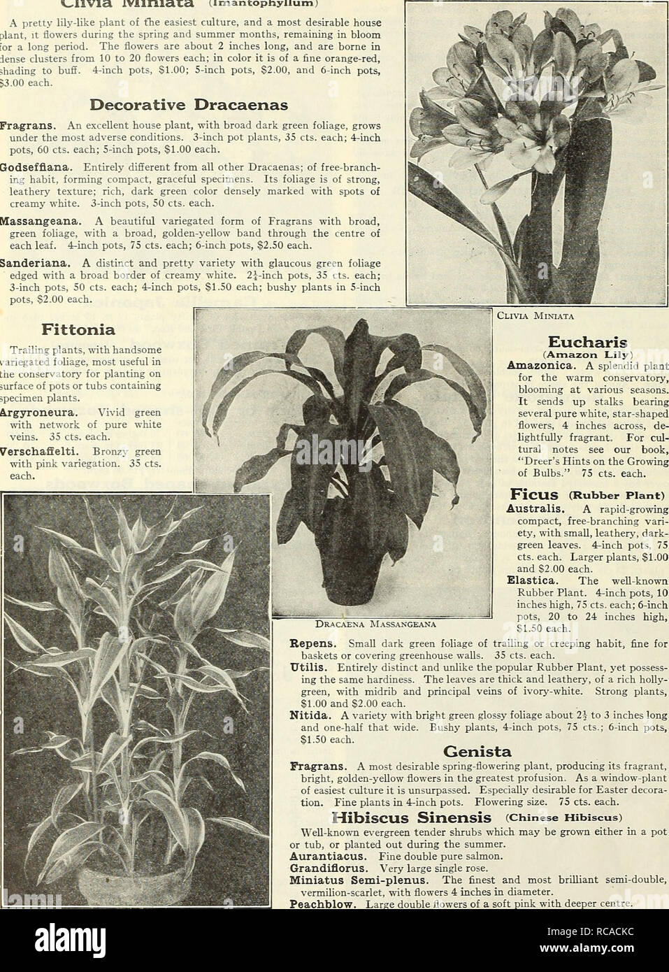 . Dreer's autumn catalogue 1930. Bulbs (Plants) Catalogs; Flowers Seeds Catalogs; Gardening Equipment and supplies Catalogs; Nurseries (Horticulture) Catalogs; Vegetables Seeds Catalogs. 22 /flEHRyAJim^ ,GARDENw GREENHOUSE PIANTA &gt;HlLBmHRi) Clivia Miniata (Imantophyllum) A pretty lily-like plant of the easiest culture, and a most desirable house plant, It flowers during the spring and summer months, remaining in bloom for a long period. The flowers are about 2 inches long, and are borne in dense clusters from 10 to 20 flowers each; in color it is of a fine orange-red, shading to buff. 4-inc Stock Photo