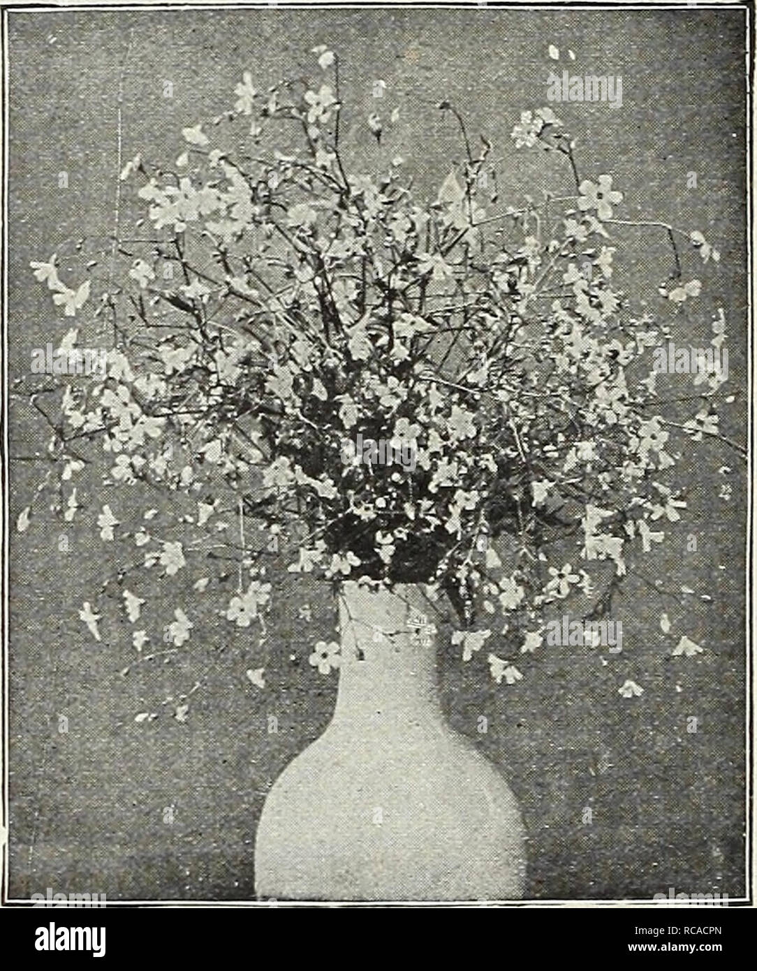 . Dreer's garden book 1916. Seeds Catalogs; Nursery stock Catalogs; Gardening Equipment and supplies Catalogs; Flowers Seeds Catalogs; Vegetables Seeds Catalogs; Fruit Seeds Catalogs. variety, and one of the most valuable for beds or specimens. Easily grown from seed, mak- ing nice plants the first year.. 10 2658 Stipa Pennata (Feather Grass). Perennial, beautiful, delicate white,feathery bloom; flowering the second season; 2 feet 10 2661 Uniola Latifolia (Spike Grass). A pretty native perennial variety, with very ornamental graceful drooping panicles, 3 to 4 feet 10 2669 Collection of Grasses Stock Photo