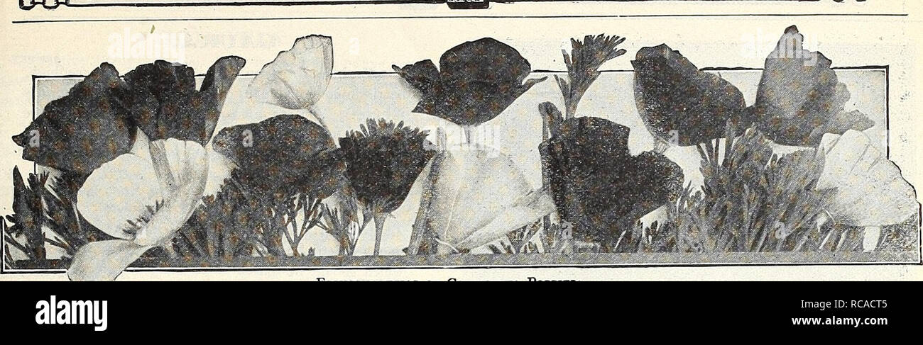 . Dreer's garden book 1916. Seeds Catalogs; Nursery stock Catalogs; Gardening Equipment and supplies Catalogs; Flowers Seeds Catalogs; Vegetables Seeds Catalogs; Fruit Seeds Catalogs. -HEHRTA PREtR -PHILADELPHIA-PA- ^^Ttll ABLE-FLOWER S£f"DS~Trf!1 87. ESCHSCHOLTZIAS OR CALIFORNIA POPPIES ESCMSCHOET25IA (California Poppy, Gold Cups). Very attractive annuals for beds, edgings, or masses; profuse-flowering, fine-cut, glaucous foliage; in bloom from June to frost; the Golden sorts and the blue Larkspur or Cornflower form a beautiful combination, either in the garden or when cut; 1 foot. (See Stock Photo