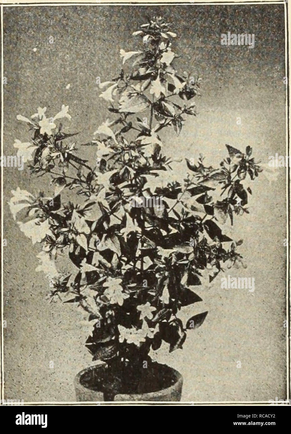 . Dreer's garden book : seventy-sixth annual edition 1914. Seeds Catalogs; Nursery stock Catalogs; Gardening Equipment and supplies Catalogs; Flowers Seeds Catalogs; Vegetables Seeds Catalogs; Fruit Seeds Catalogs. Ai-THKA Alba Plena. Abelia Chinensis Grandifloha. Abelia Chinensis Qrandiflora. A choice, small Shrub of graceful habit, producing through the entire summer and fall months white tinted lilac heather-like flowers in such abundance as to completely cover the plant. (See cut.) 25 cts. each; $2.50 per doz. Althea (Rose of Sharon). The ,ltheas are among the most valuable of our tall ha Stock Photo