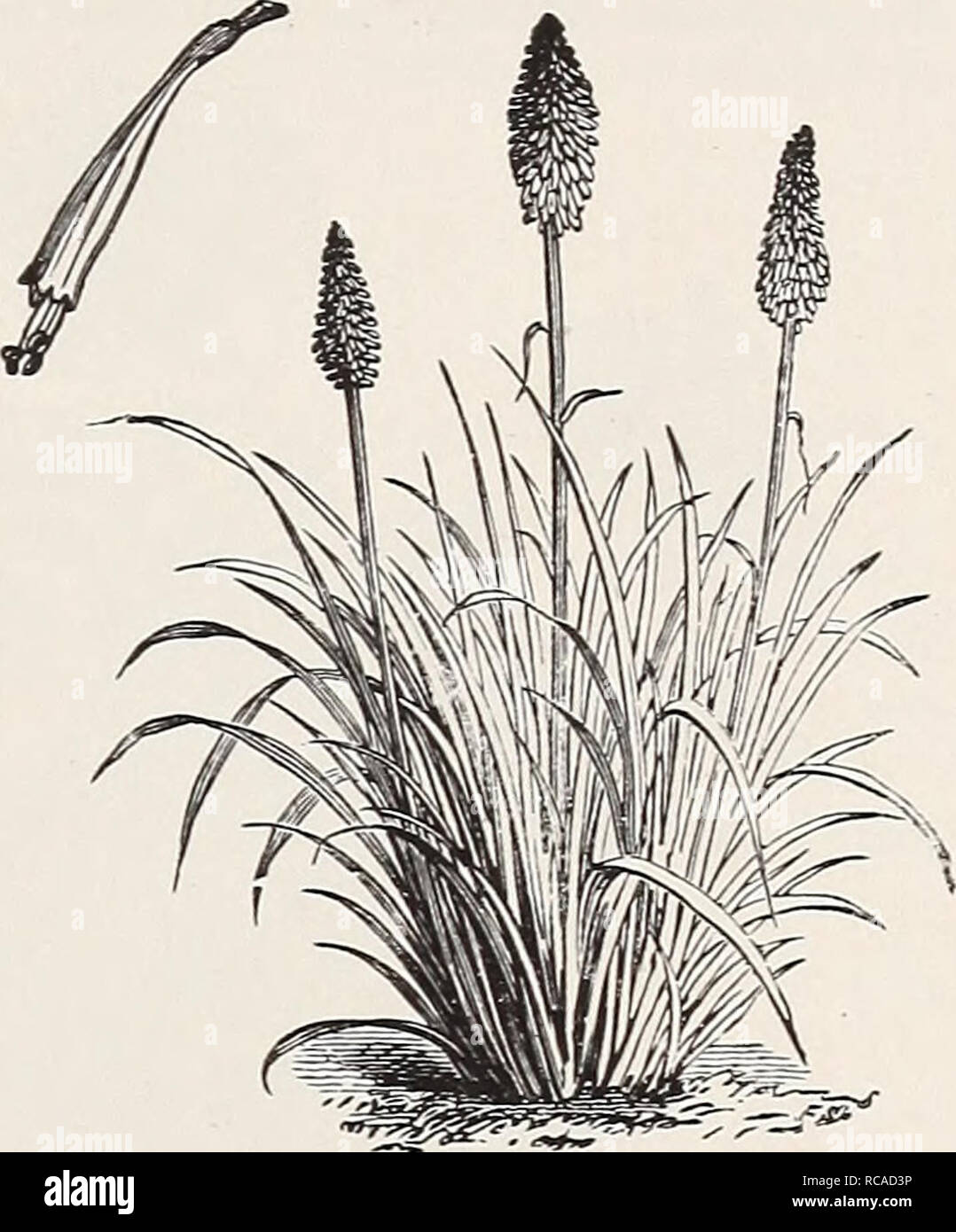 . Ellwanger &amp; Barry's general catalogue : Mount Hope nurseries. GENERAL CATALOGUE. 127 STATICE. Sea-lavender. S. alba. Large, compact, white flowers. 15 inches. July and August. 50c. S. grandiflora. Purplish flowers. 25c. S. latifolia. Broad, luxuriant foliage; large trusses of lilac flowers; very fine for bouquets when dried. July. 25c. S. maritima. Sea-Pink, or Thrift. Rosy lilac; one of the best for edging; 6 inches. June and July. 25c. S. undulata. Wavy-leaved; large trusses of pale lilac flowers; 10 inches. August and September. 30c. SYMPHYTUM. Comfrey. S. asperrimum. A tall, vigorous Stock Photo